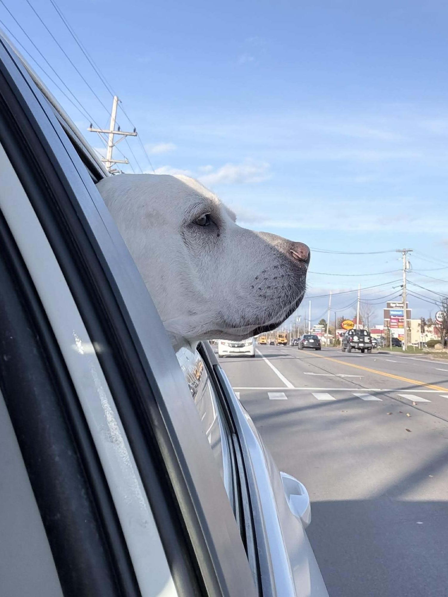 Enlarge Bud, an adoptable Mixed Breed in Rochester , NY image 4/6