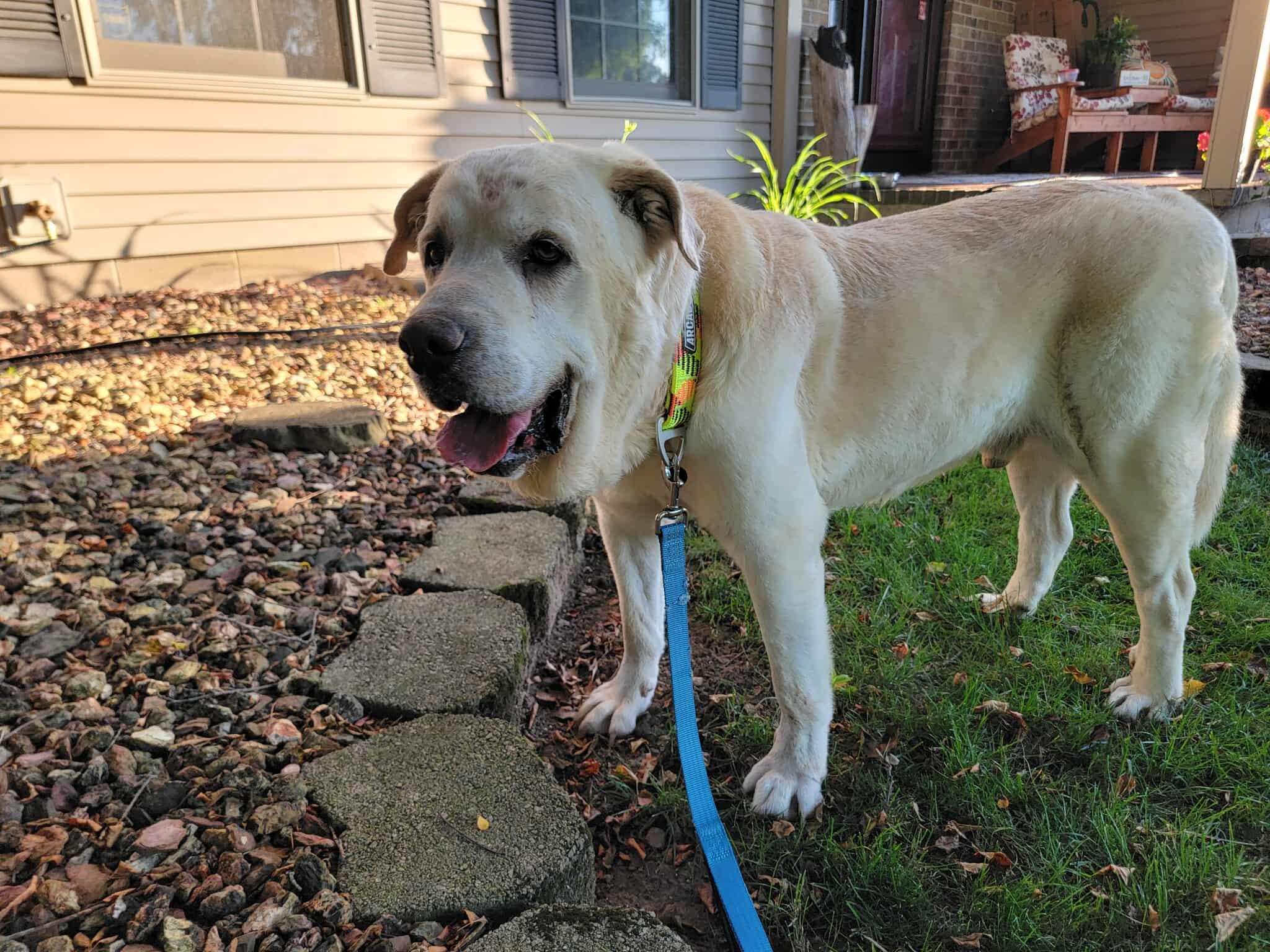 Bud, a Adoptable mixed breed in Rochester , NY image 4/6