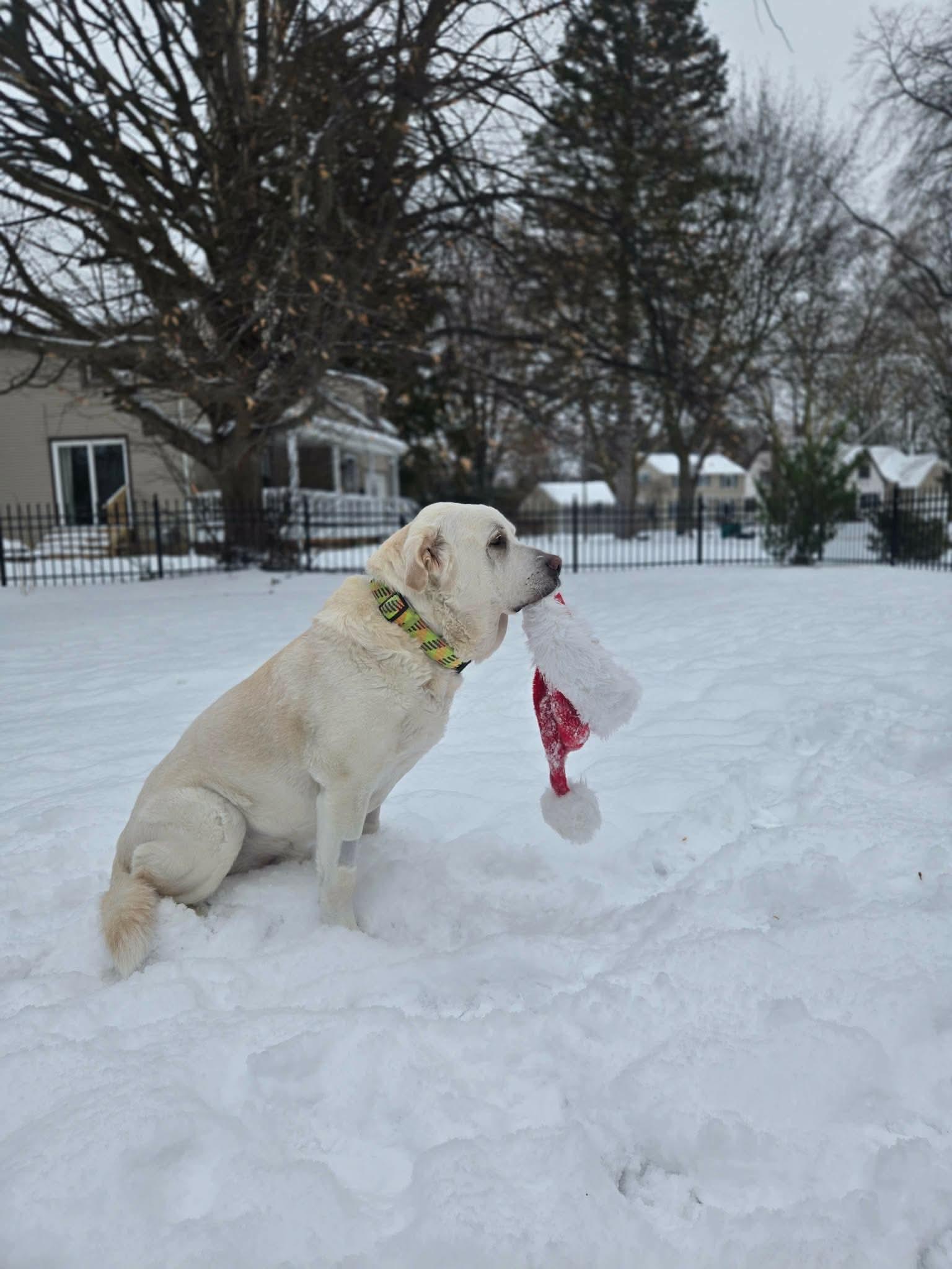 Enlarge Bud, an adoptable Mixed Breed in Rochester , NY image 2/6