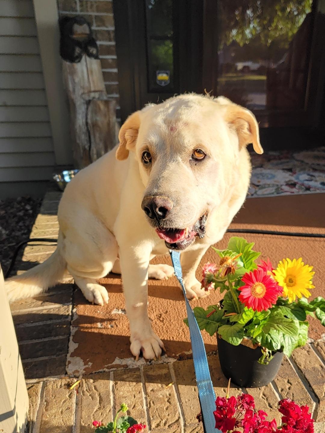 Bud, a Adoptable mixed breed in Rochester , NY image 2/6