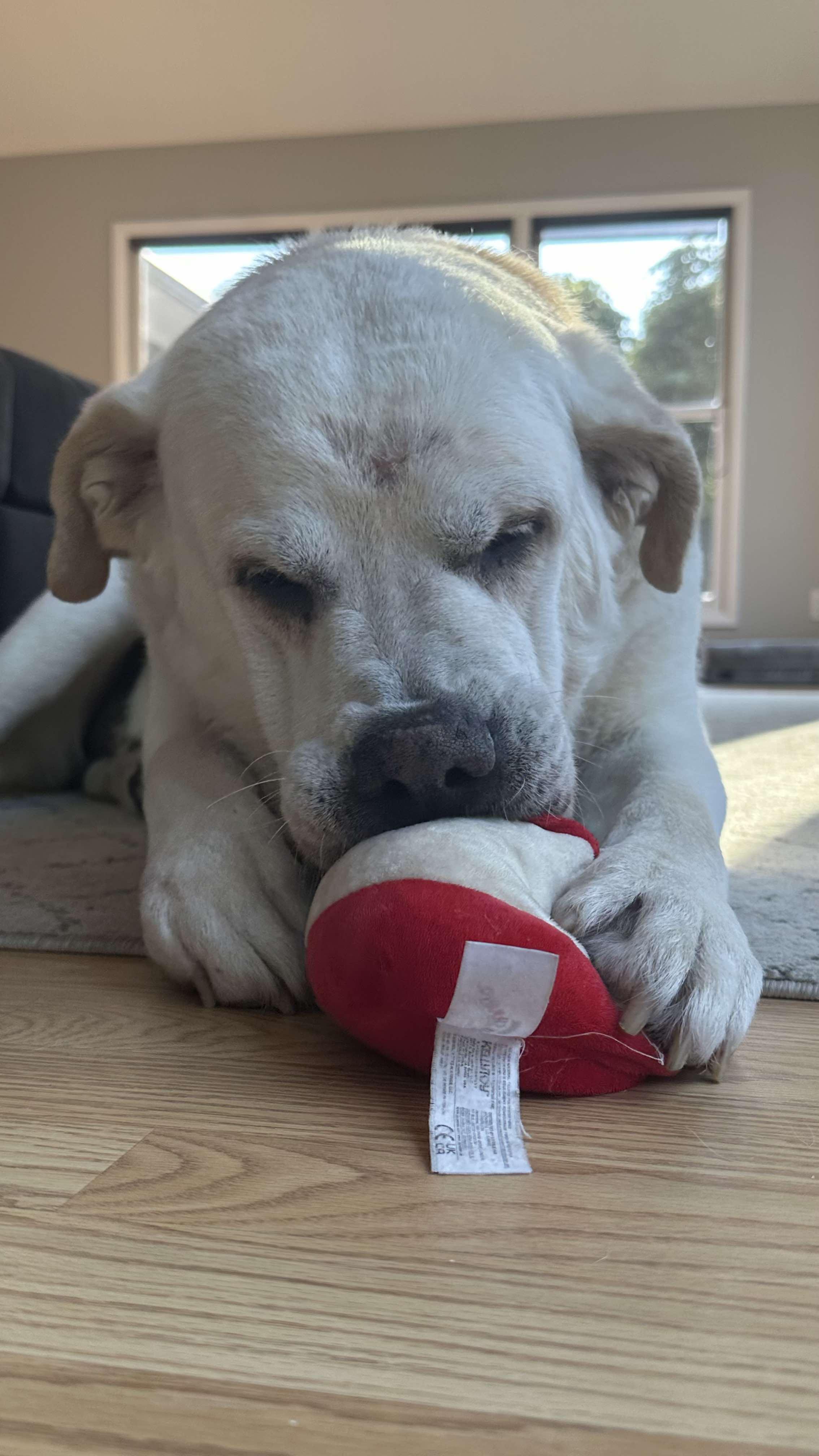 Bud, a Adoptable mixed breed in Rochester , NY image 3/6