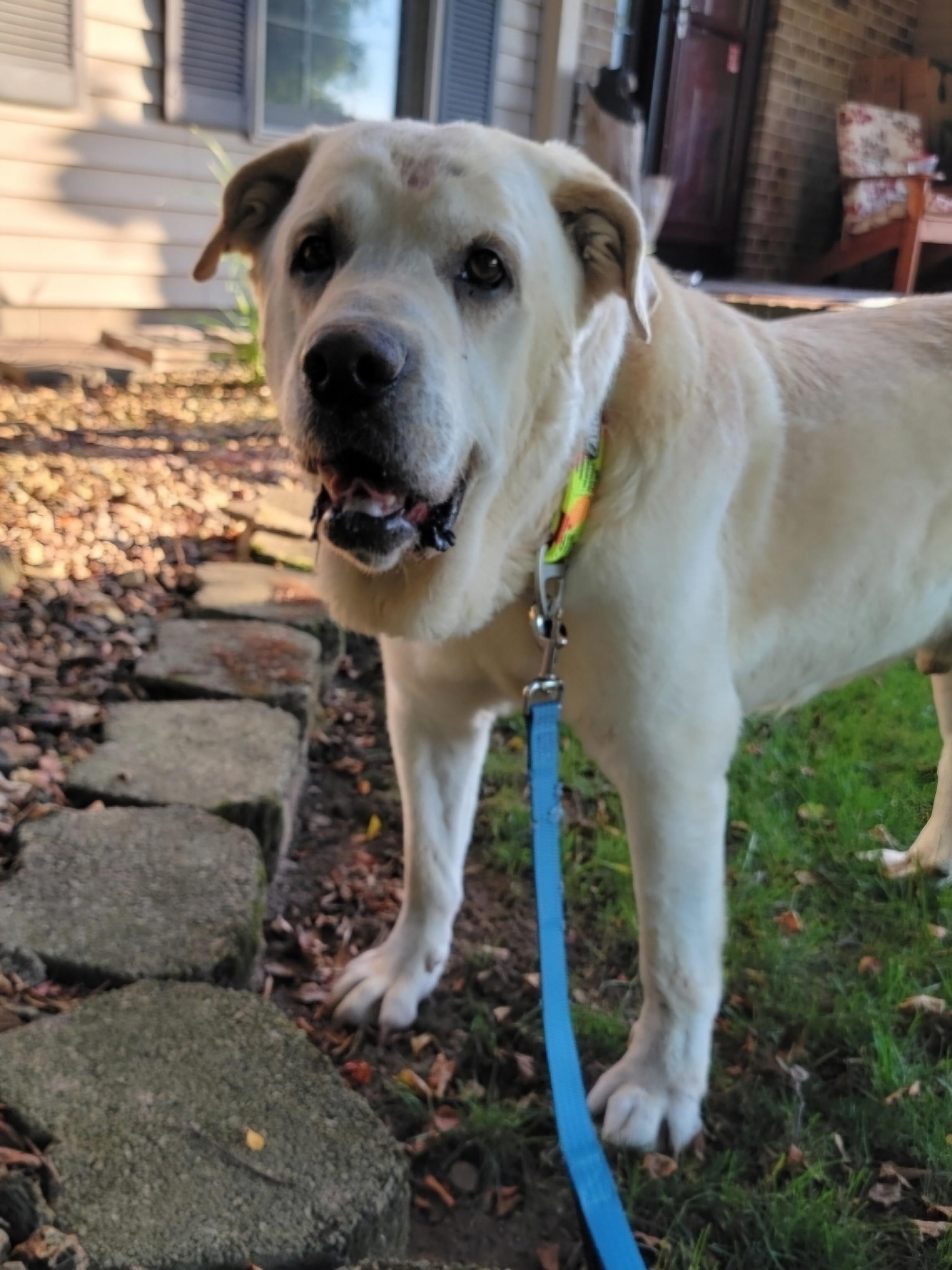Bud, a Adoptable mixed breed in Rochester , NY image 6/6