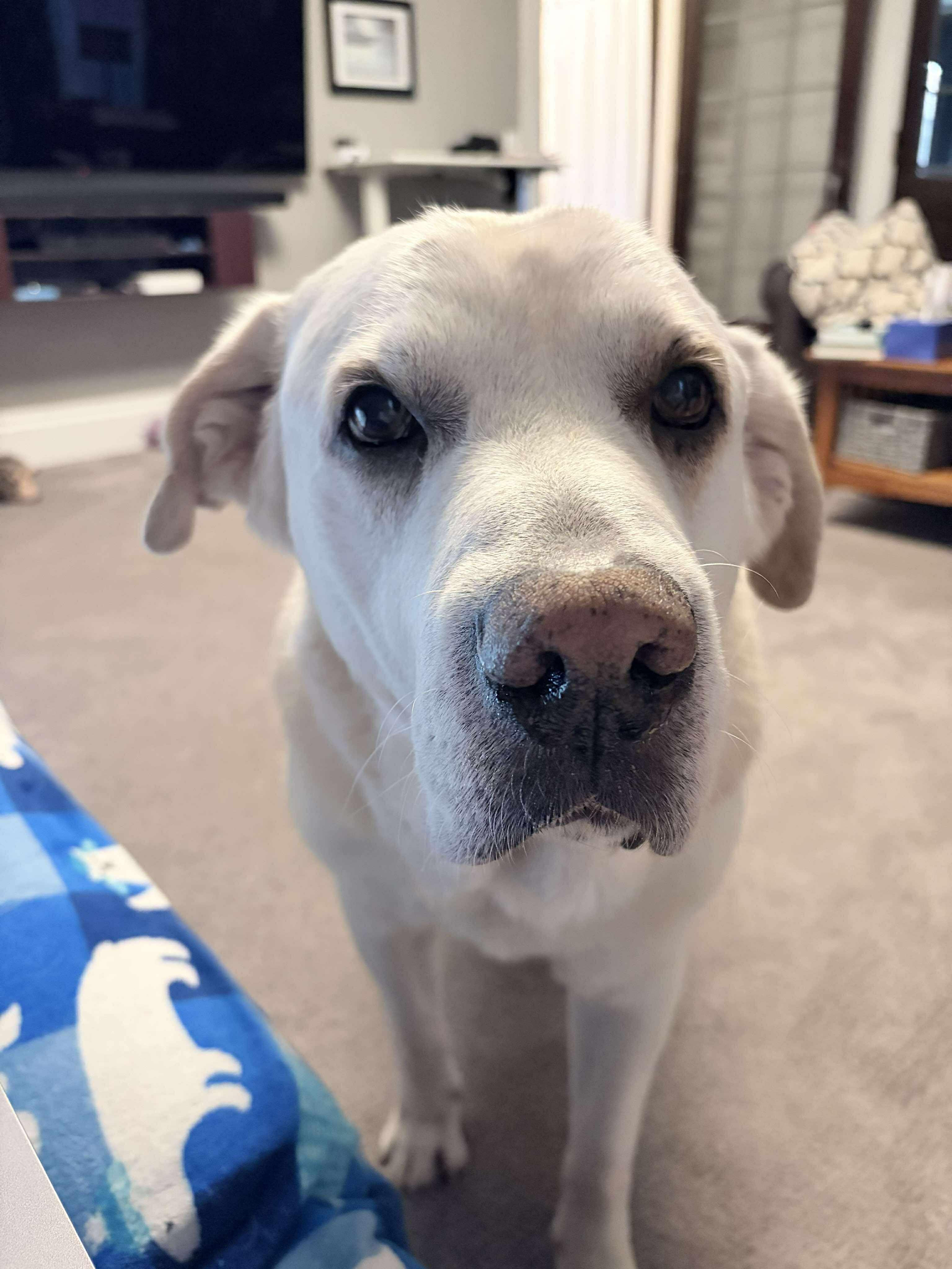 Enlarge Bud, an adoptable Mixed Breed in Rochester , NY image 5/6