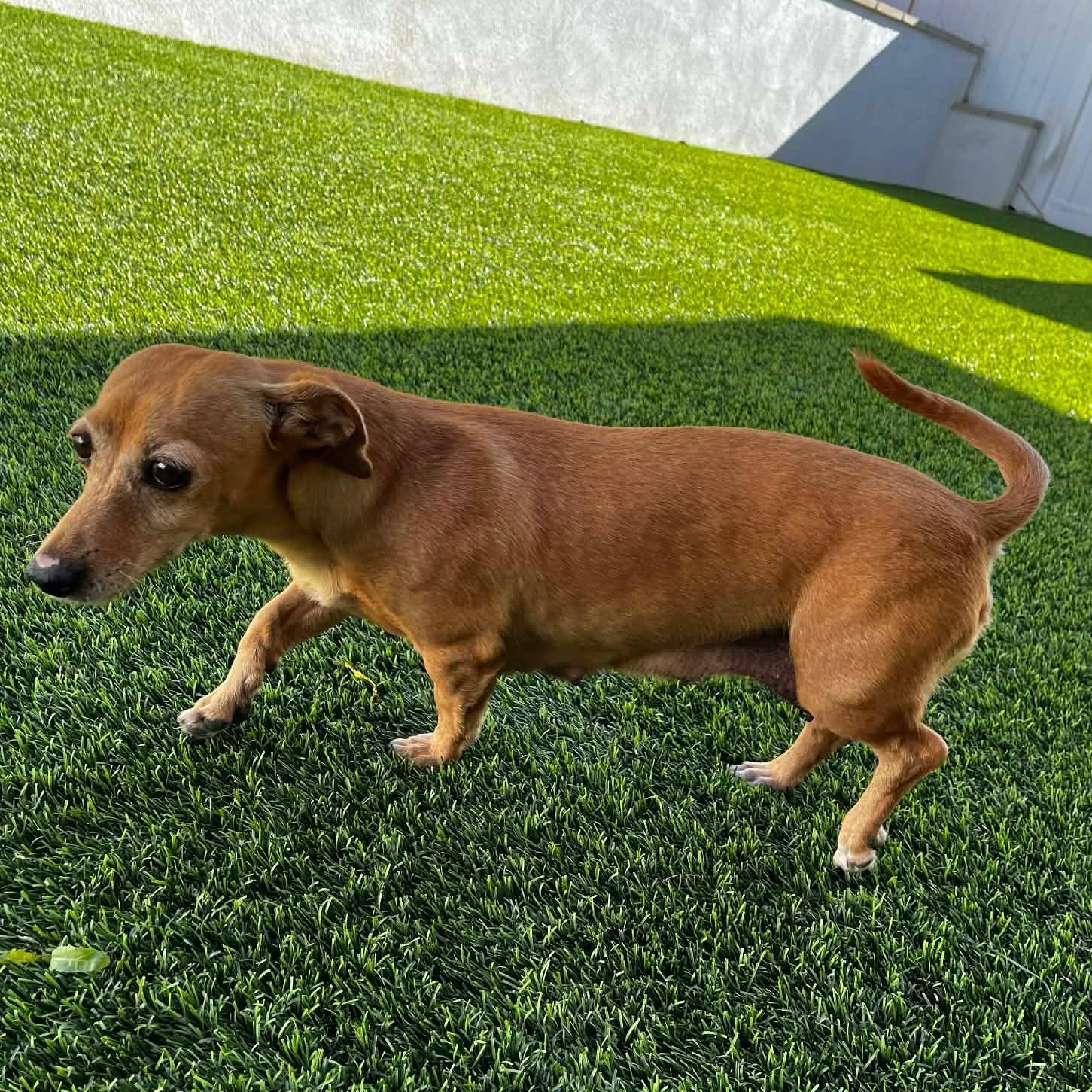 Enlarge Ms. Wonderful Melania, an adopted mixed breed in Ridgefield, WA image 5/6