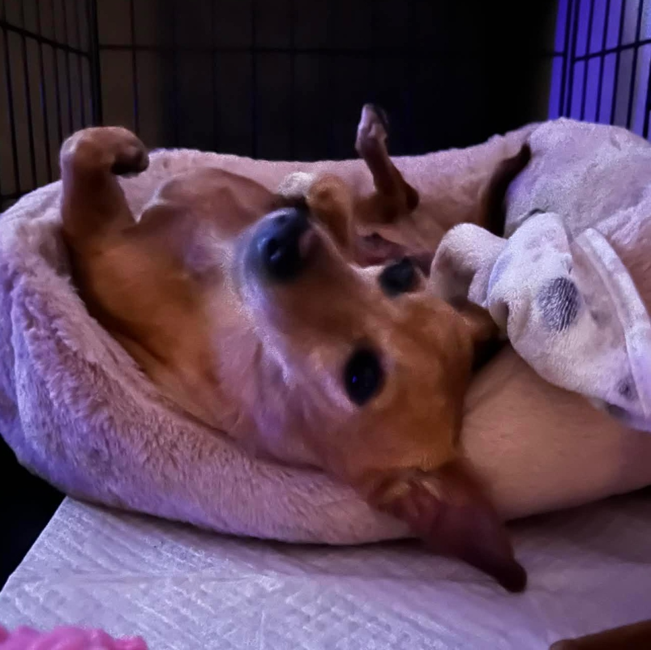 Enlarge Ms. Wonderful Melania, an adopted mixed breed in Ridgefield, WA image 3/6