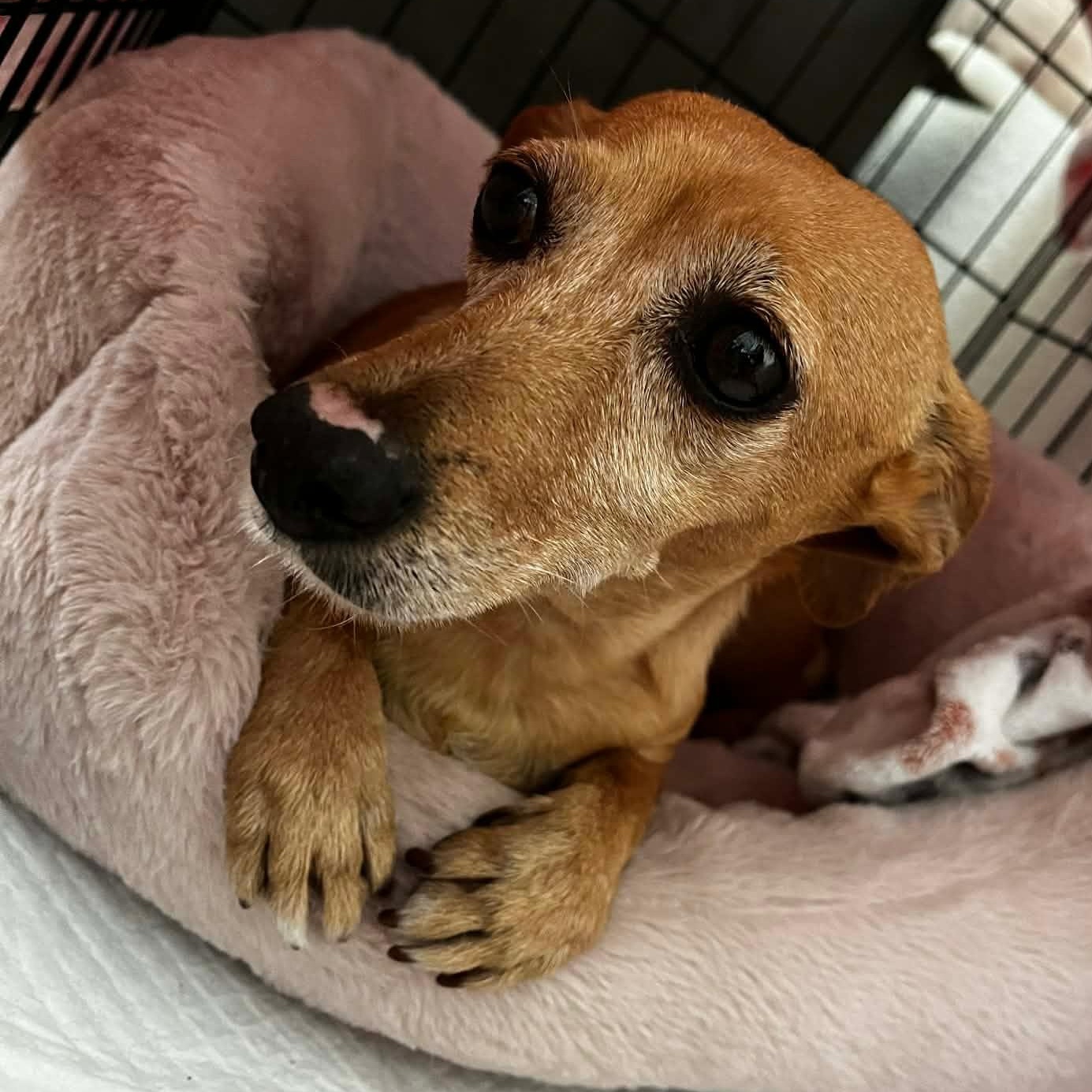 Enlarge Ms. Wonderful Melania, an adopted mixed breed in Ridgefield, WA image 4/6