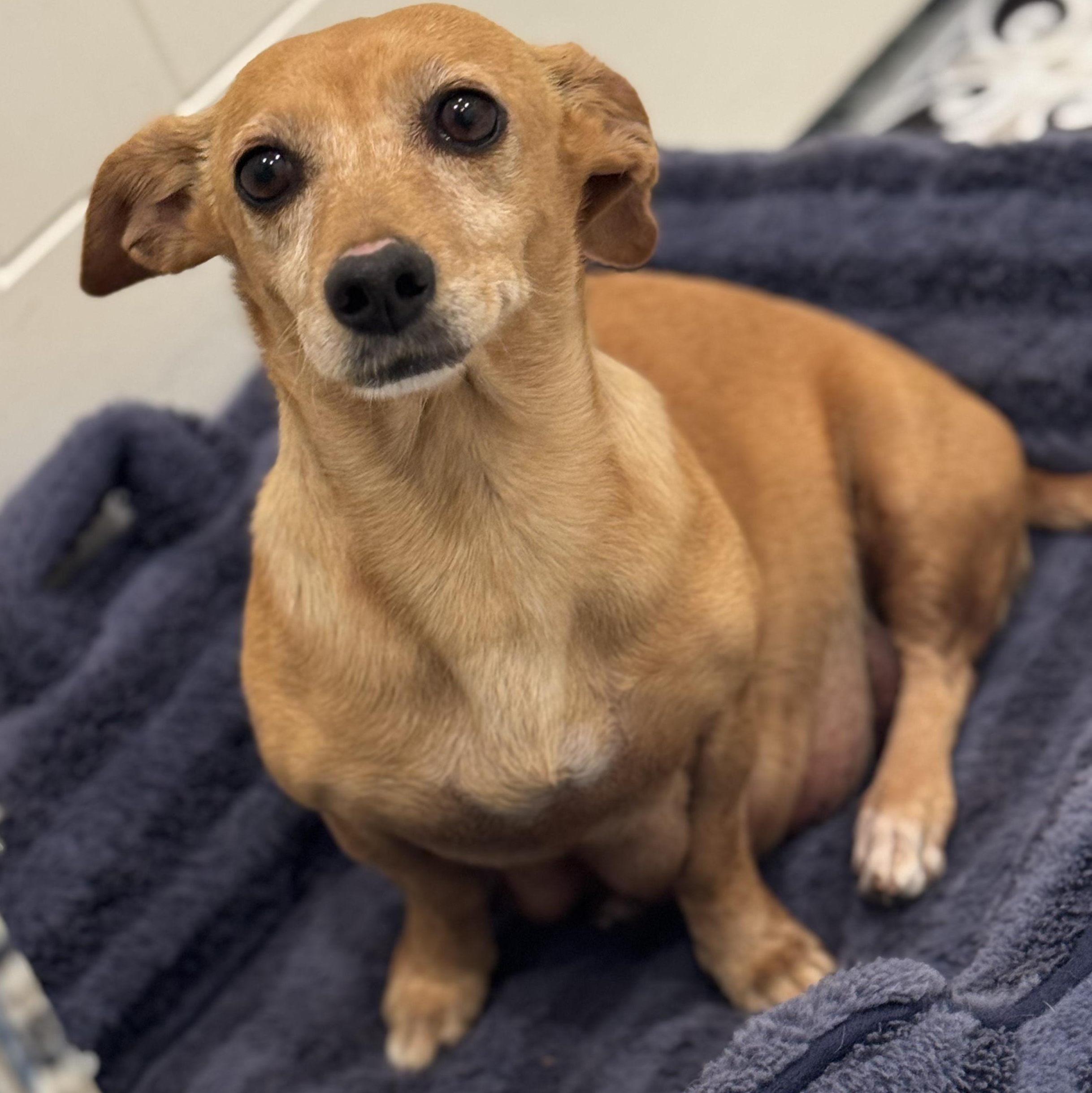 Enlarge Ms. Wonderful Melania, an adopted mixed breed in Ridgefield, WA image 6/6