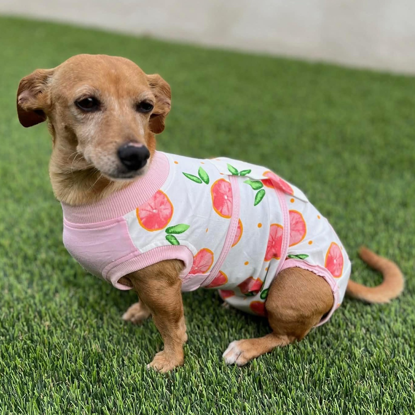 Ms. Wonderful Melania, adopted, Adult Female Dachshund.