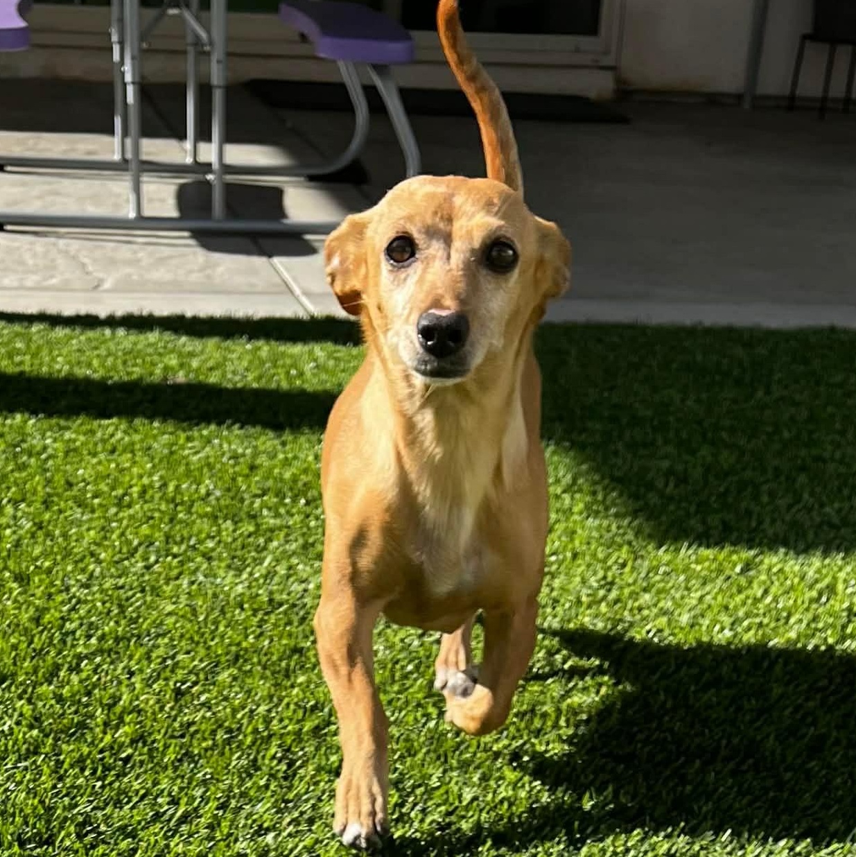 Enlarge Ms. Wonderful Melania, an adopted mixed breed in Ridgefield, WA image 2/6