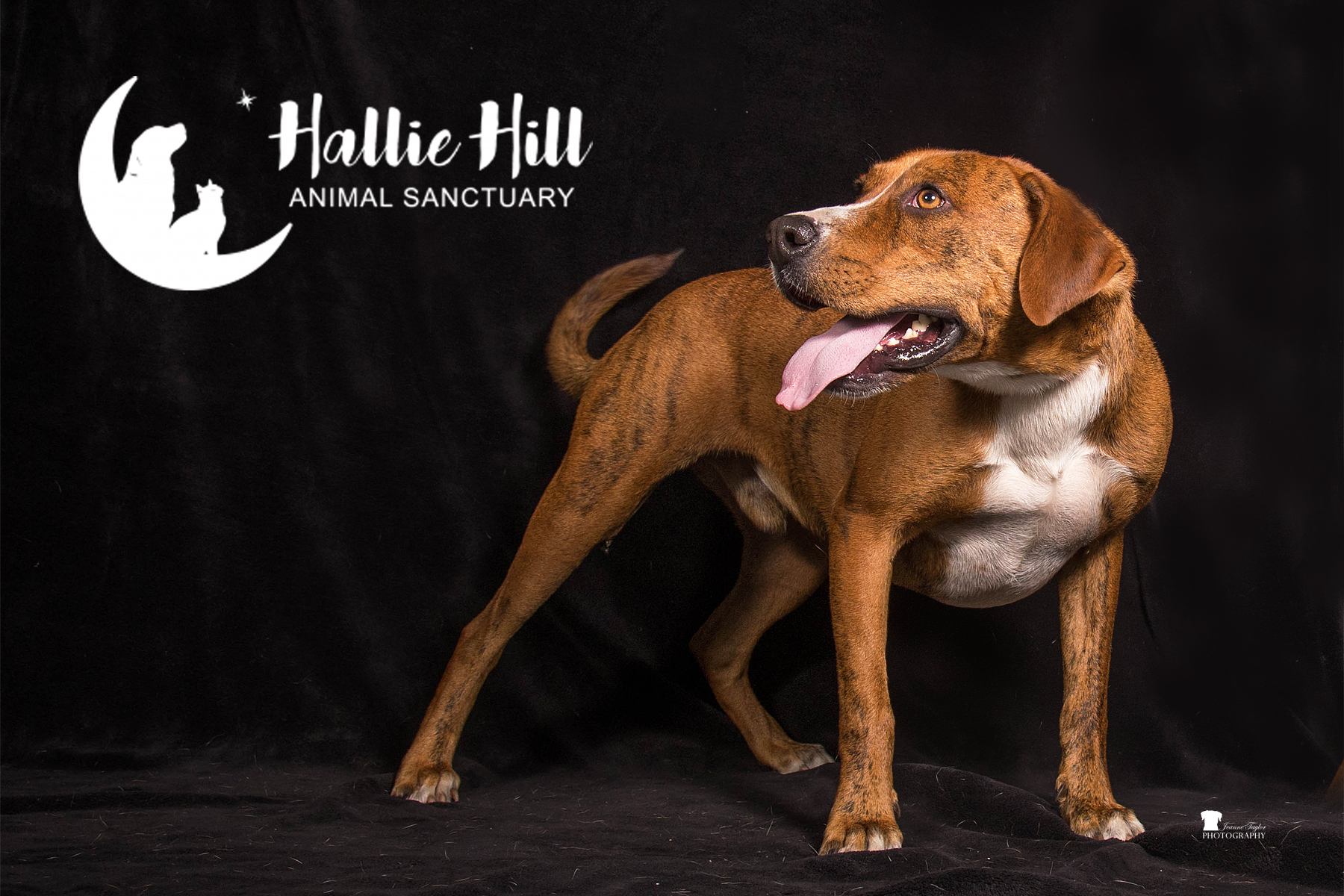 Rusty, a Adoptable mixed breed in Hollywood, SC image 3/10