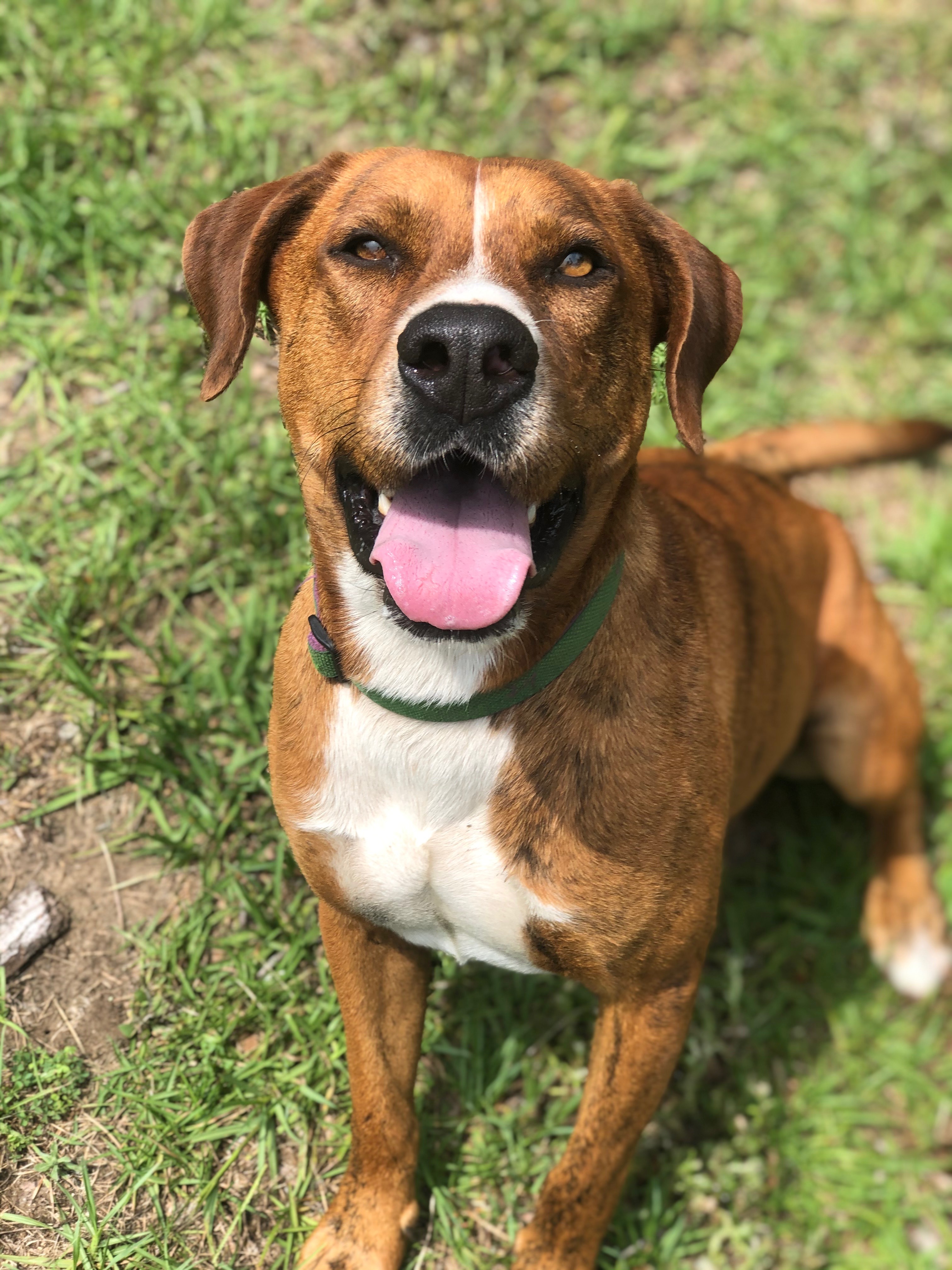 Rusty, a Adoptable mixed breed in Hollywood, SC image 4/10