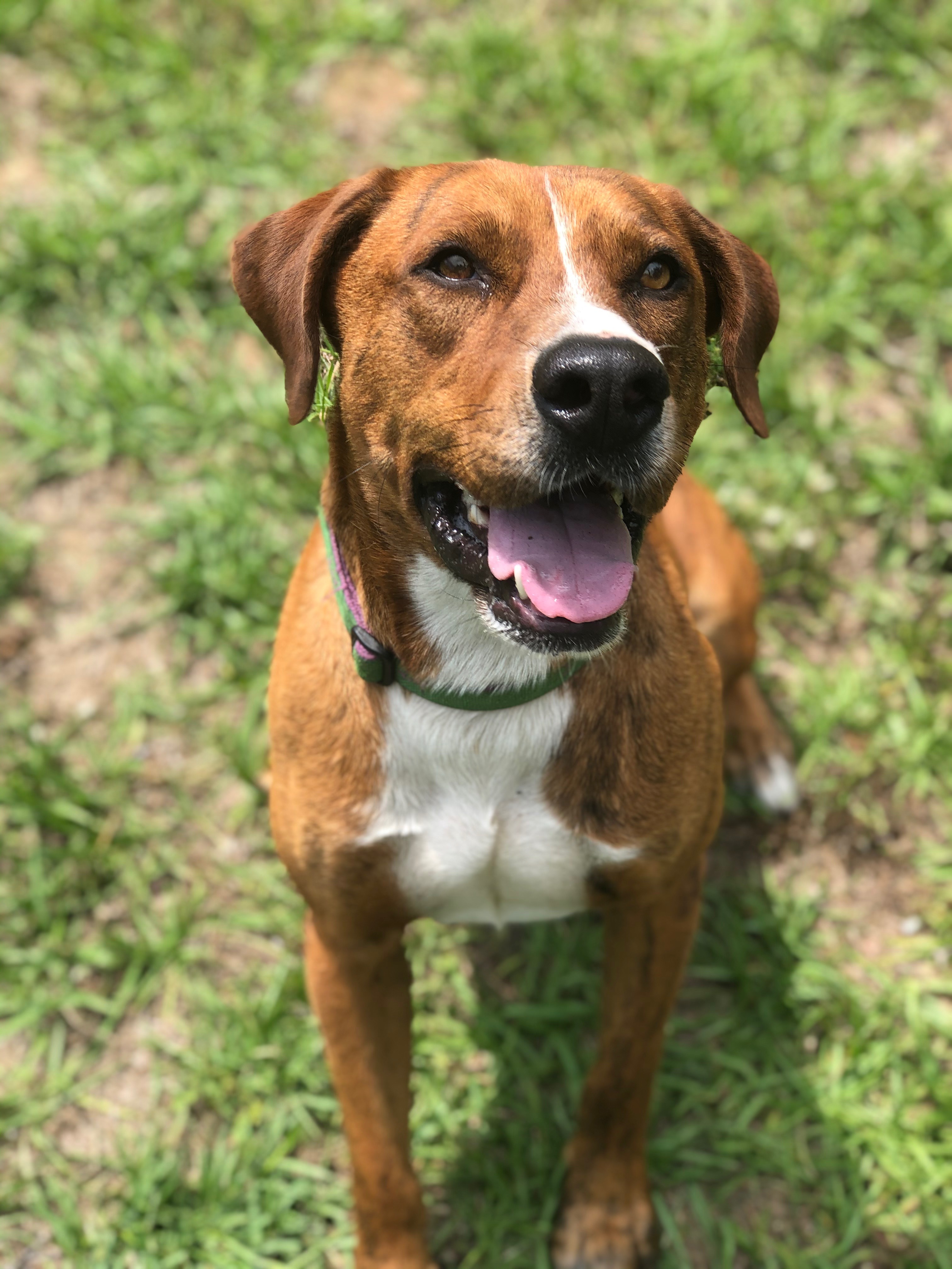 Rusty, a Adoptable mixed breed in Hollywood, SC image 5/10