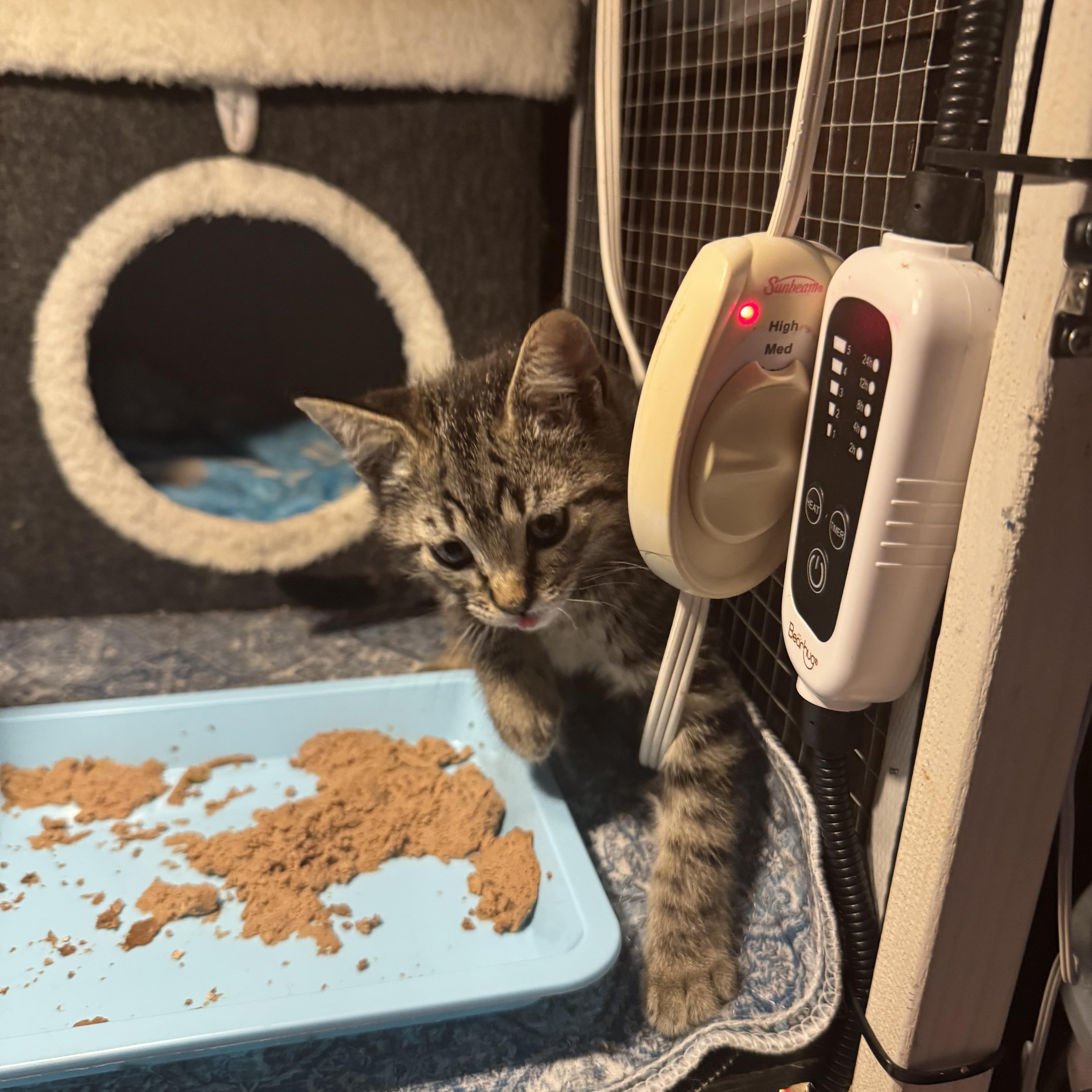 Enlarge Harbour, a Adoptable mixed breed in Houston, TX image 2/3