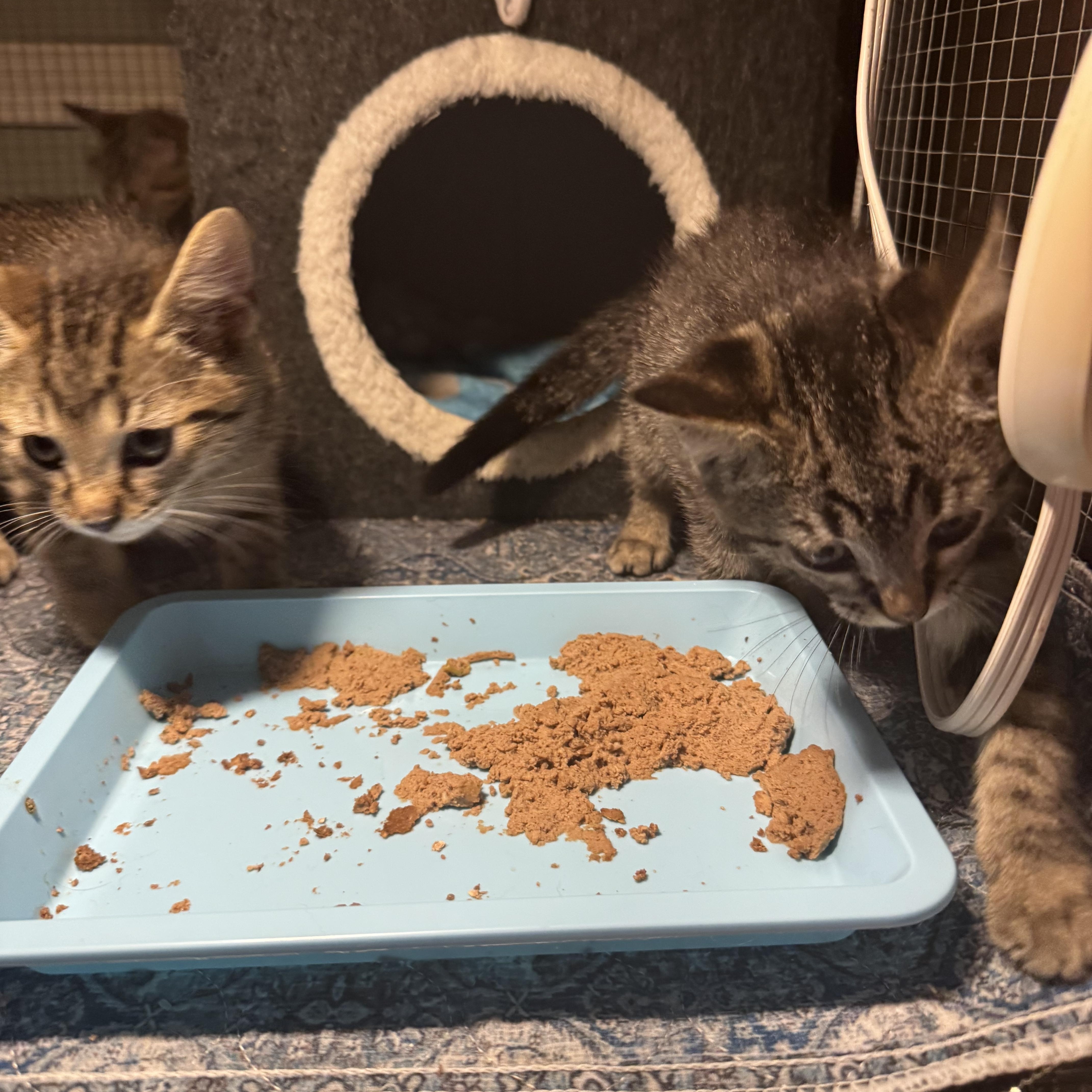 Enlarge Harbour, a Adoptable mixed breed in Houston, TX image 3/3