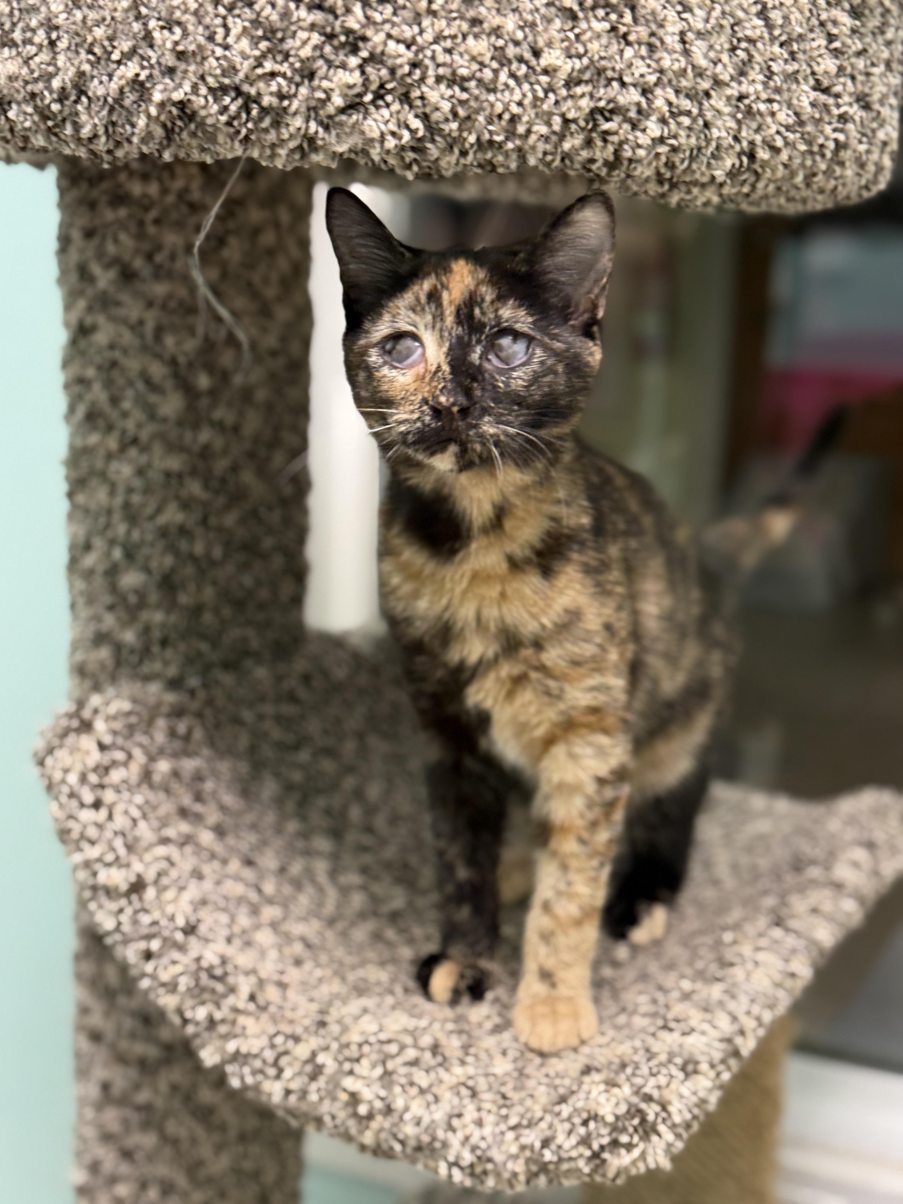 Enlarge Hope, an adopted Domestic Short Hair in Pawleys Island, SC image 2/2