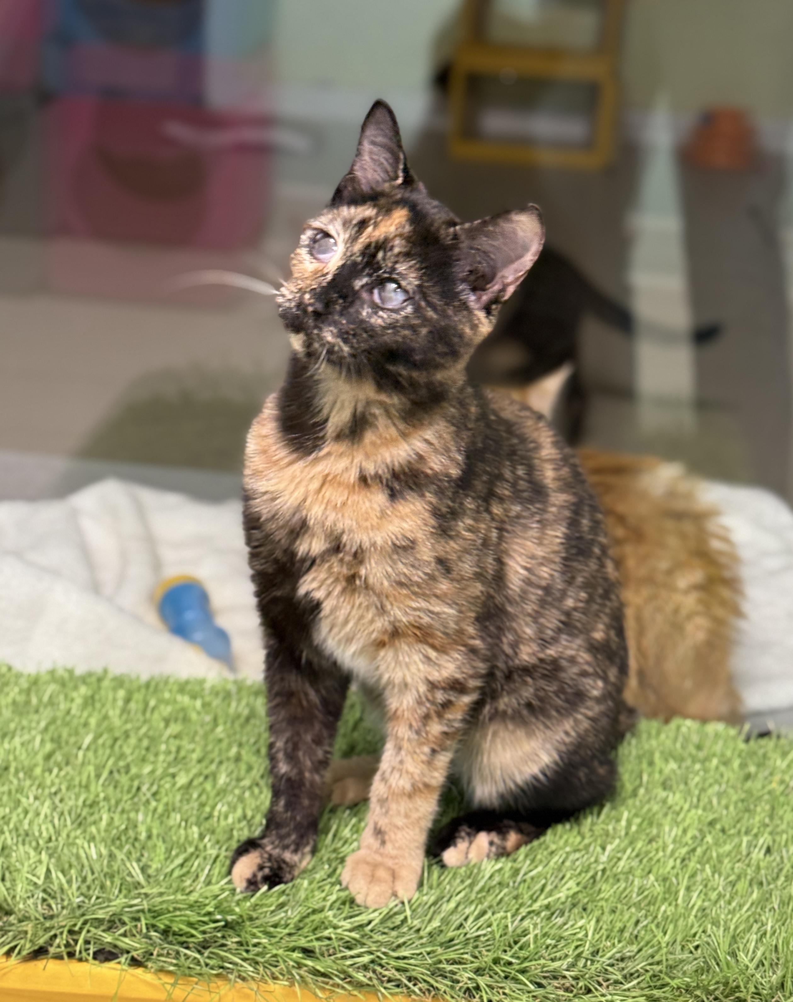 Enlarge Hope, an adopted Domestic Short Hair in Pawleys Island, SC image 1/2