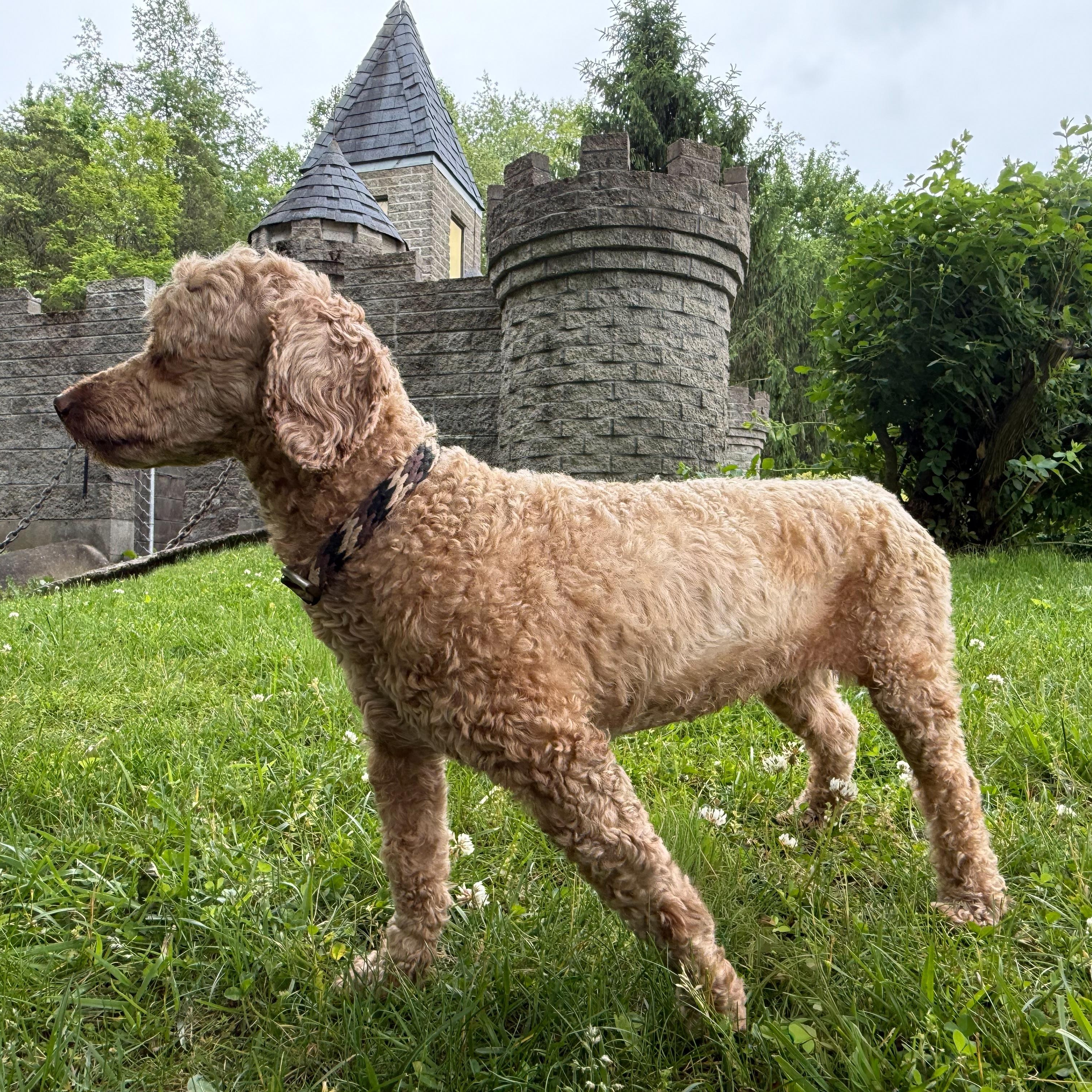 Rebecca, an adopted mixed breed in Latrobe, PA image 2/3