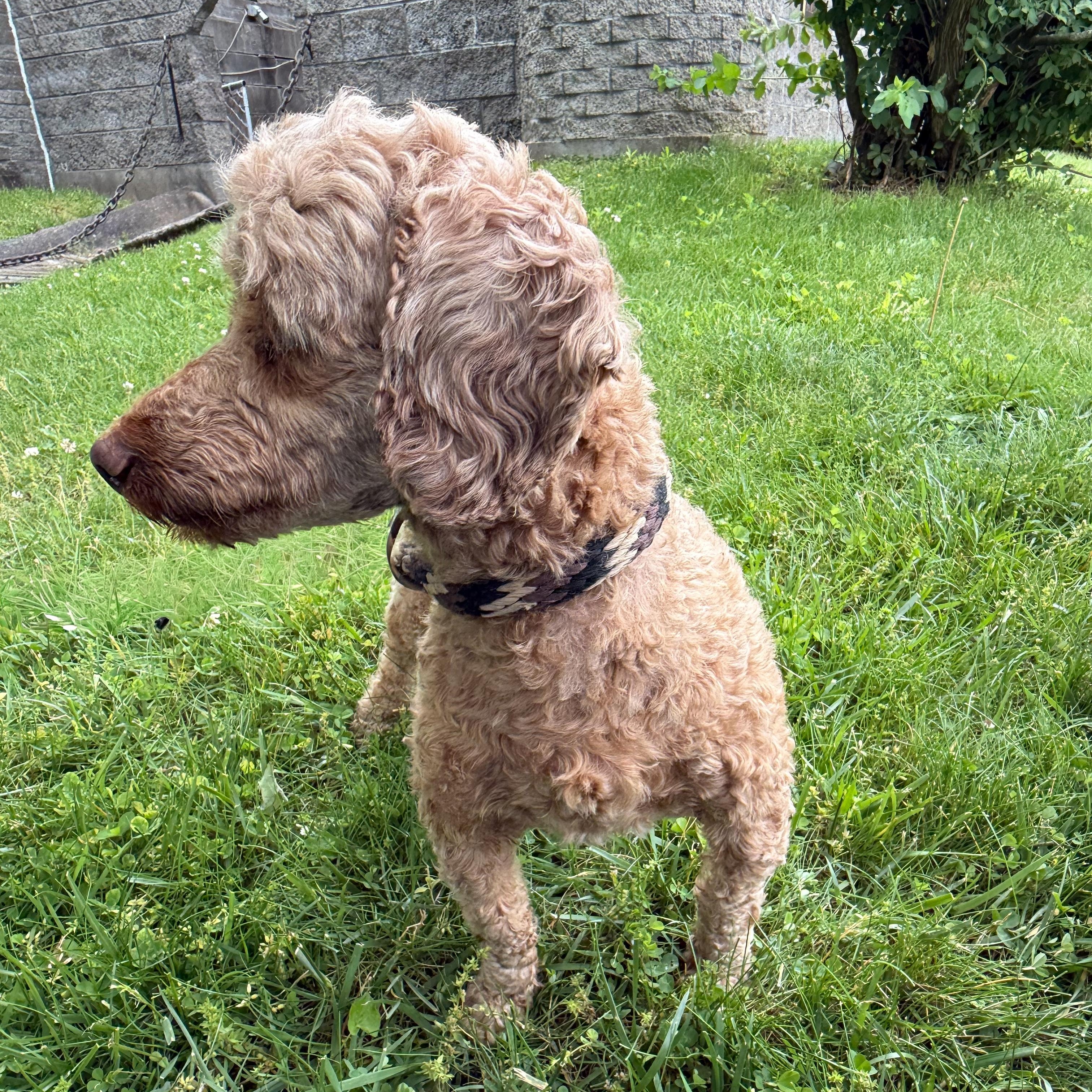 Rebecca, an adopted mixed breed in Latrobe, PA image 3/3