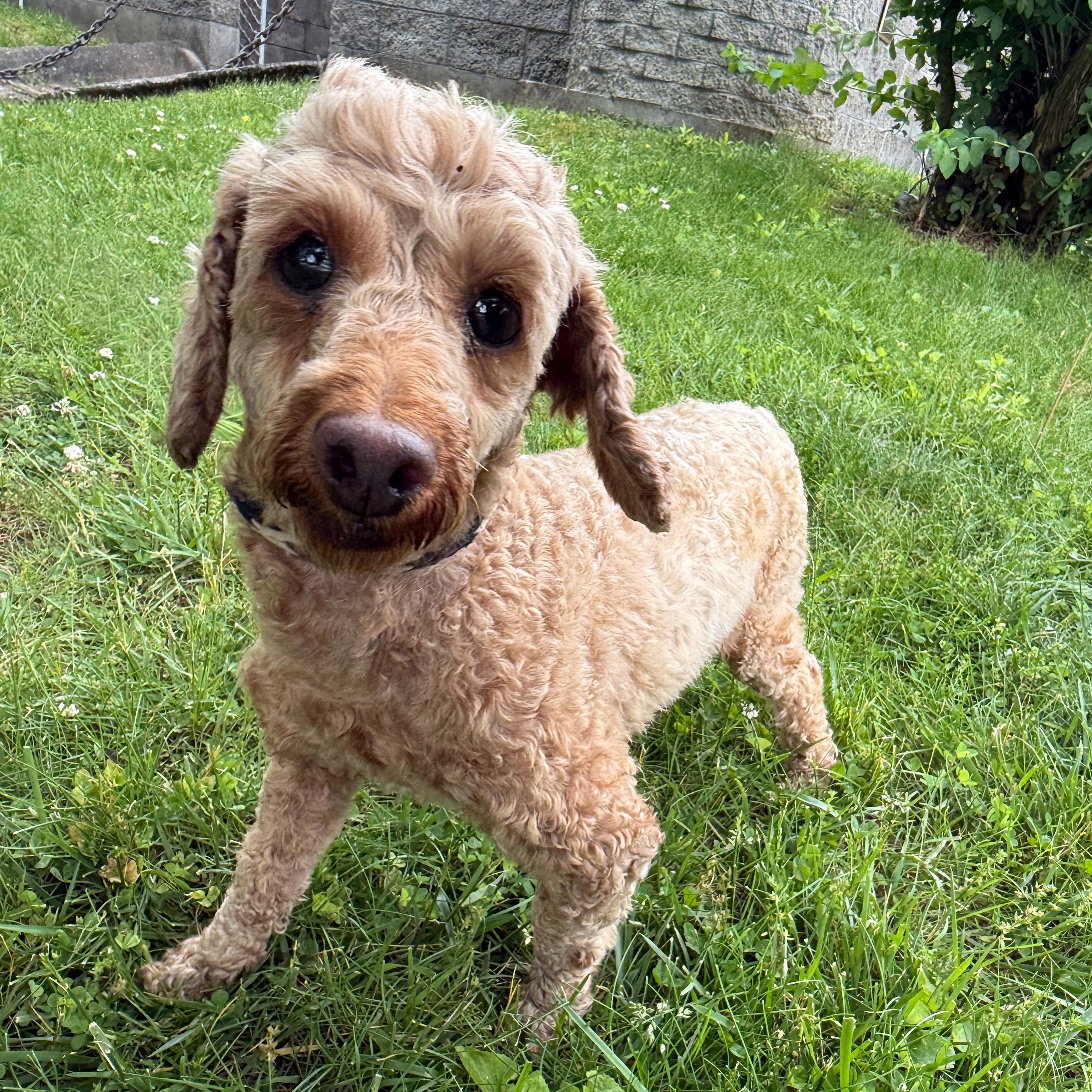Rebecca, an adopted mixed breed in Latrobe, PA image 1/3