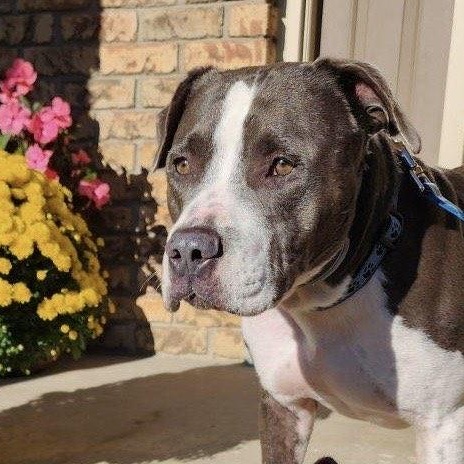 Blue, a Adoptable mixed breed in Coraopolis, PA image 4/6