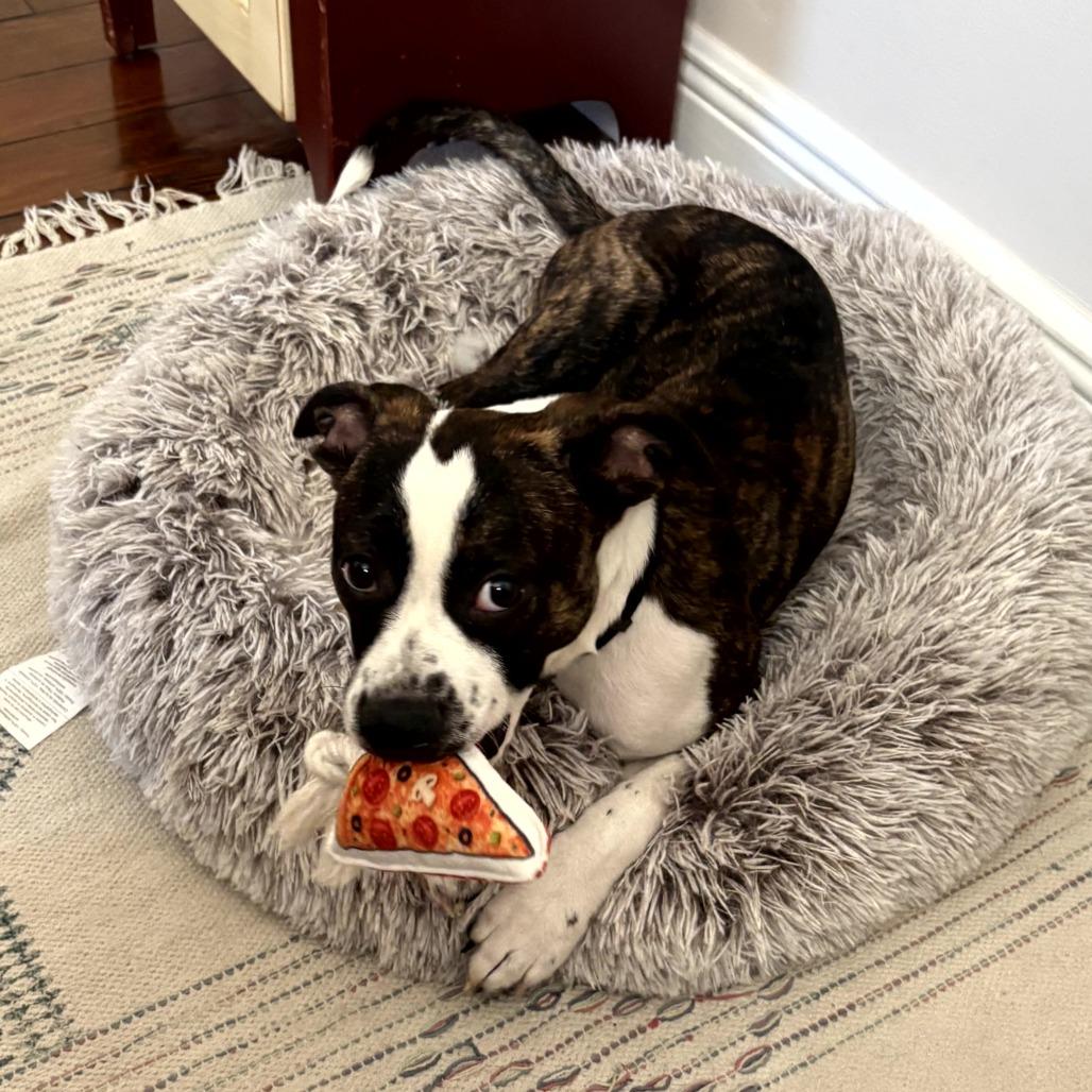 Duke Daniels, Adoptable, Young Male Boston Terrier & Pit Bull Terrier.