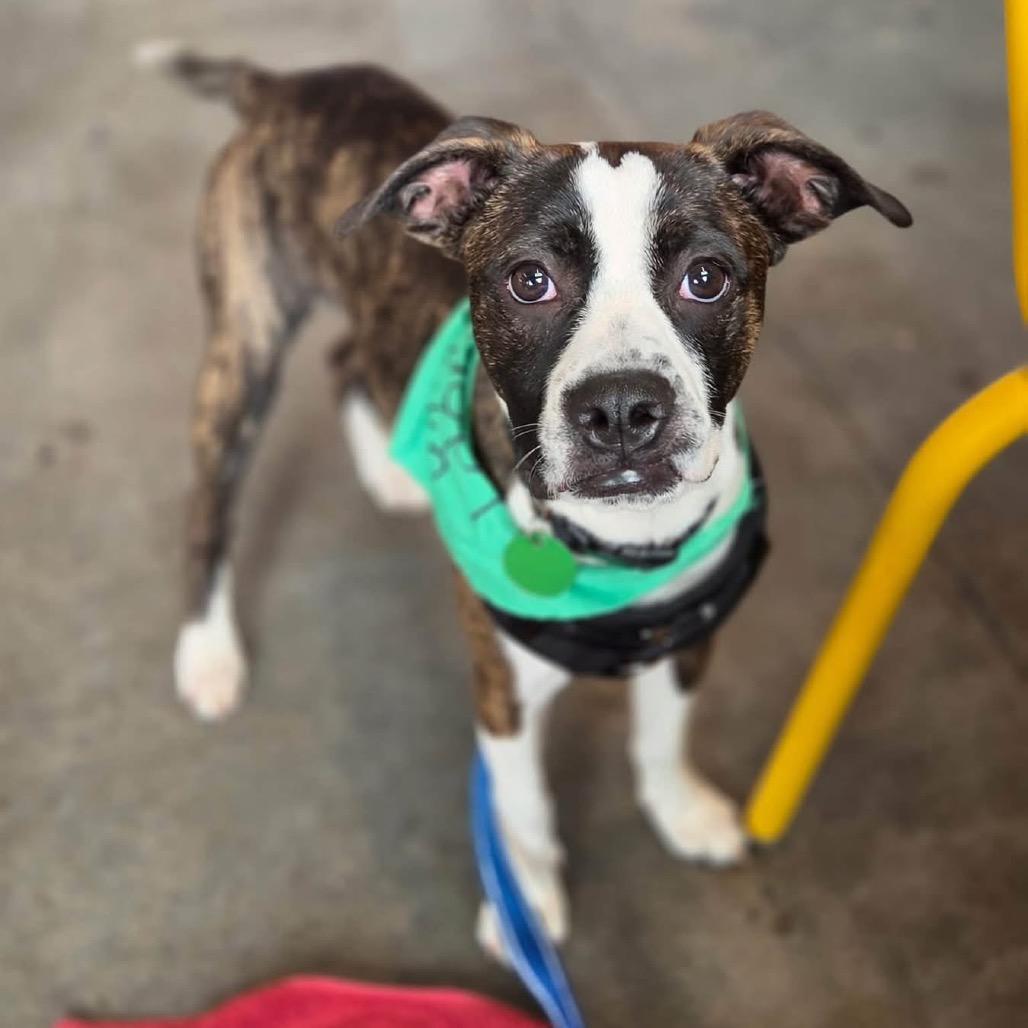 Enlarge Duke Daniels, a Adoptable mixed breed in New Orleans, LA image 2/6