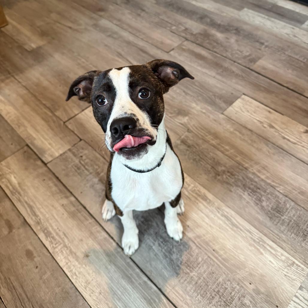 Enlarge Duke Daniels, a Adoptable mixed breed in New Orleans, LA image 3/6