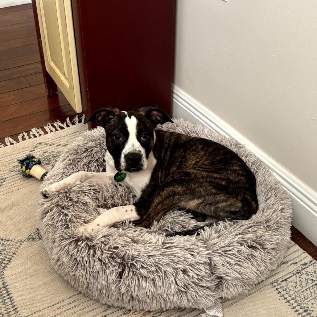 Enlarge Duke Daniels, a Adoptable mixed breed in New Orleans, LA image 4/6