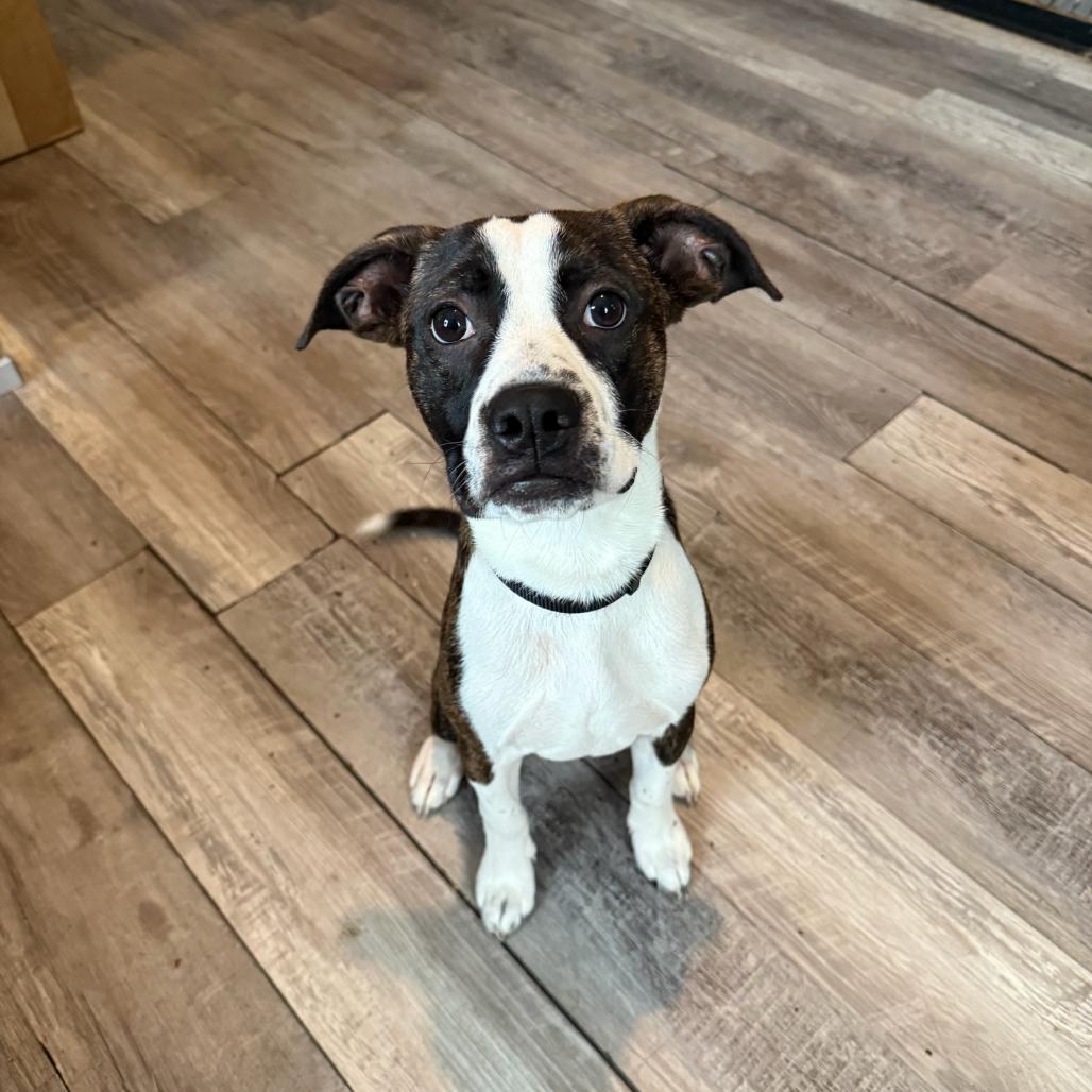 Enlarge Duke Daniels, a Adoptable mixed breed in New Orleans, LA image 5/6