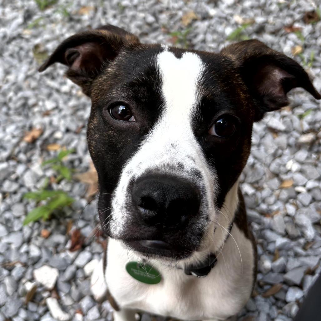 Enlarge Duke Daniels, a Adoptable mixed breed in New Orleans, LA image 6/6