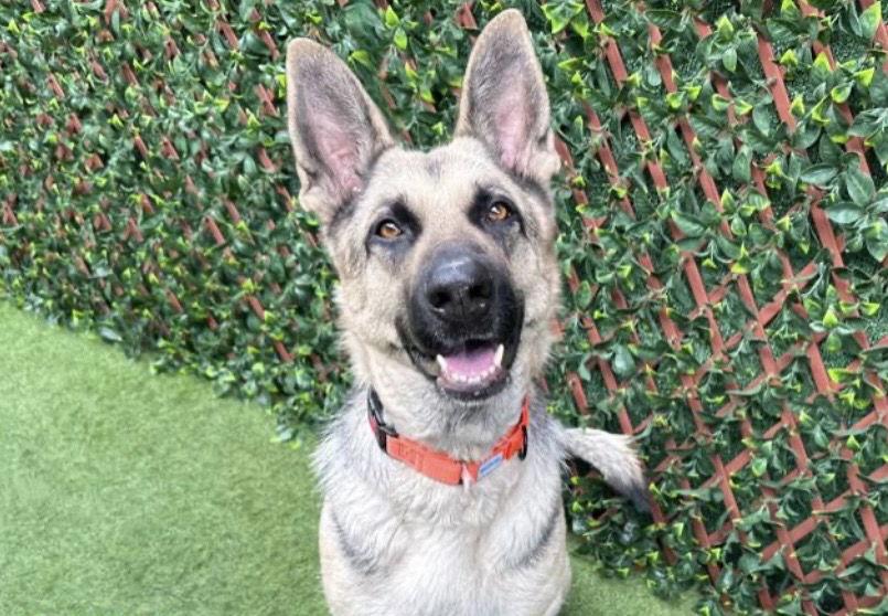Trish 3152, Adoptable, Adult Female German Shepherd Dog.