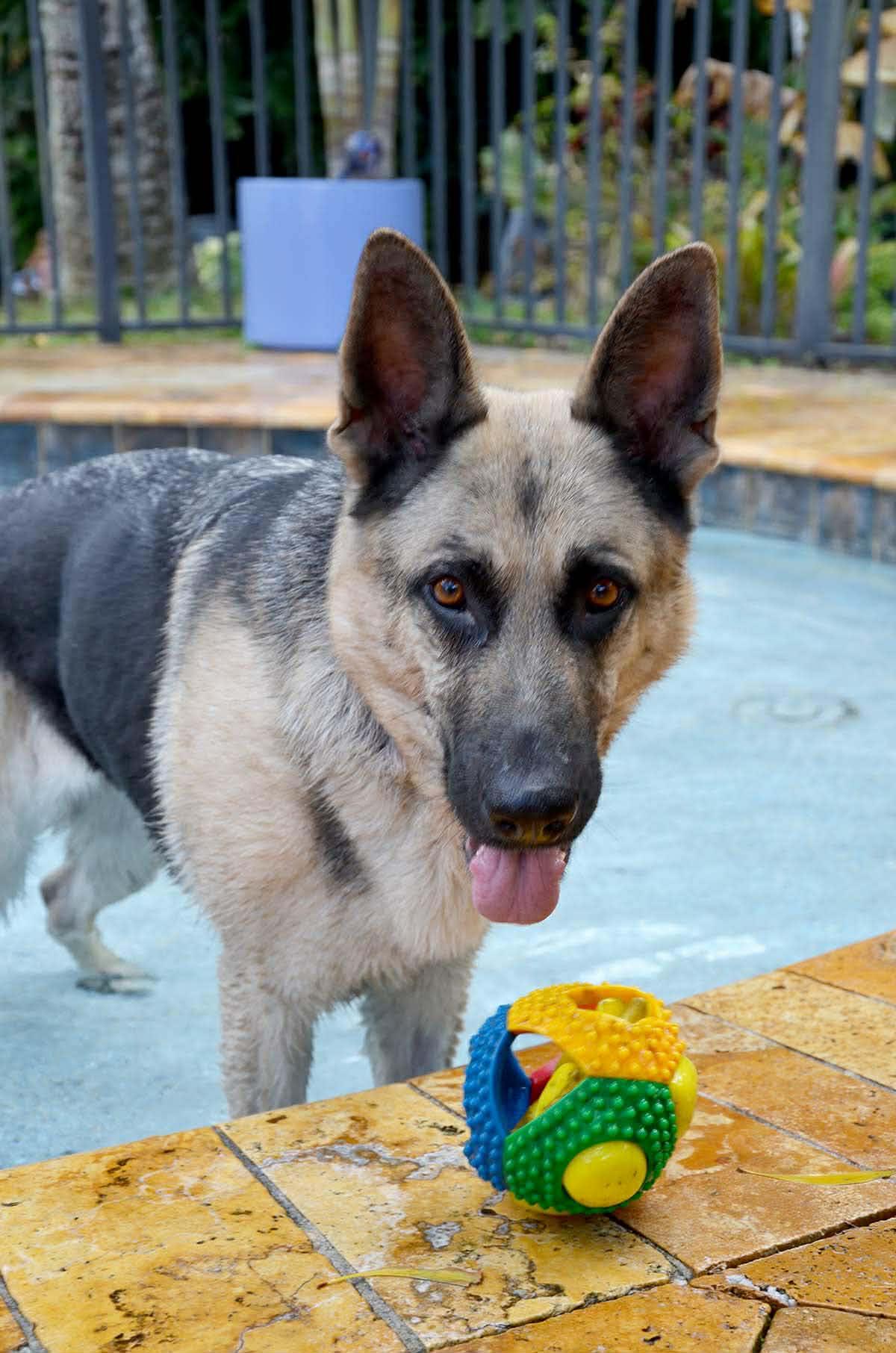 Trish 3152, Adoptable, Adult Female German Shepherd Dog.