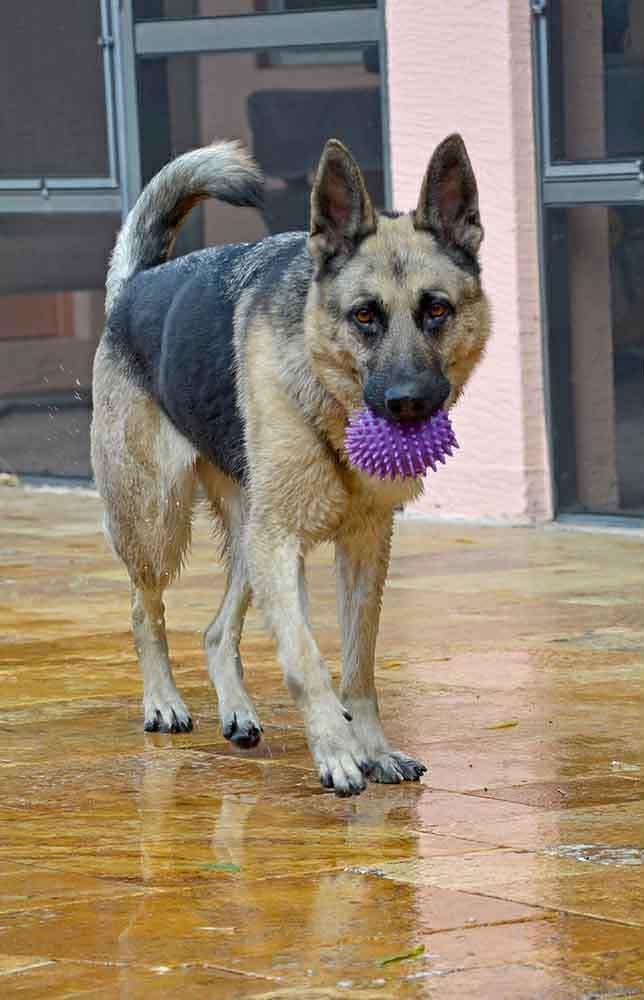 Enlarge Trish 3152, a Adoptable German Shepherd Dog in Pompano Beach, FL image 2/3