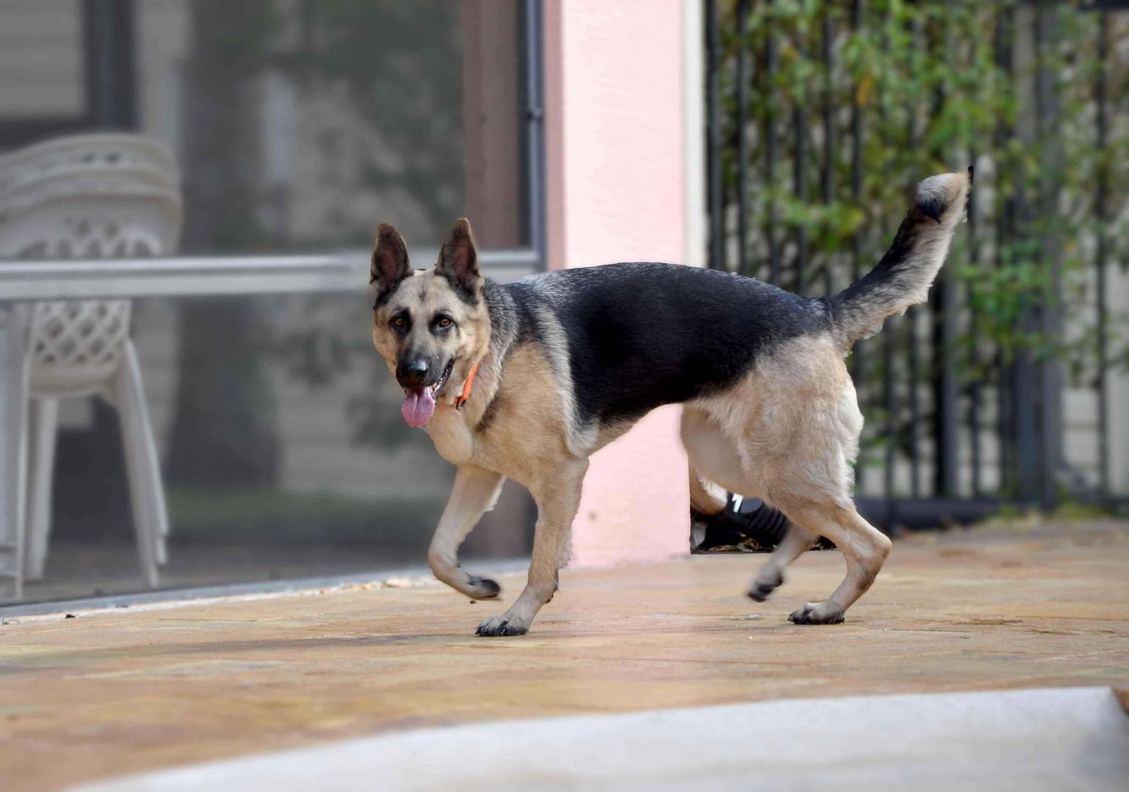 Enlarge Trish 3152, a Adoptable German Shepherd Dog in Pompano Beach, FL image 3/3