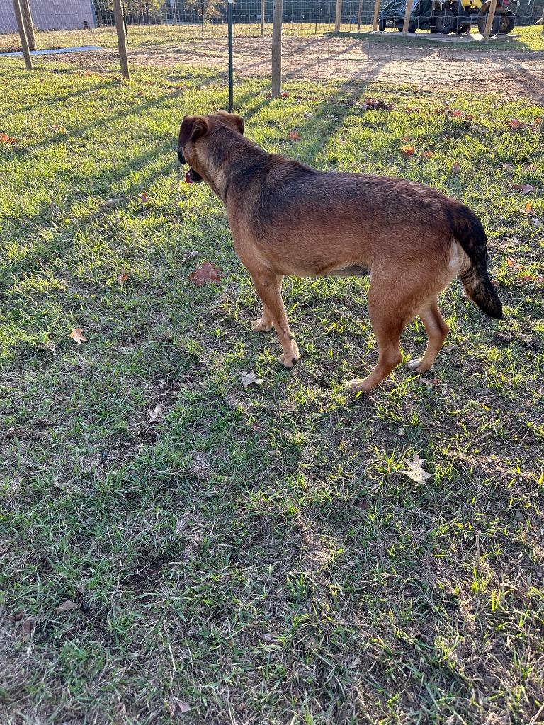 Enlarge Francine, a Adoptable mixed breed in St. Francisville, LA image 1/6