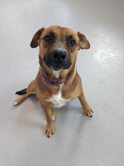 Enlarge Francine, a Adoptable mixed breed in St. Francisville, LA image 3/6