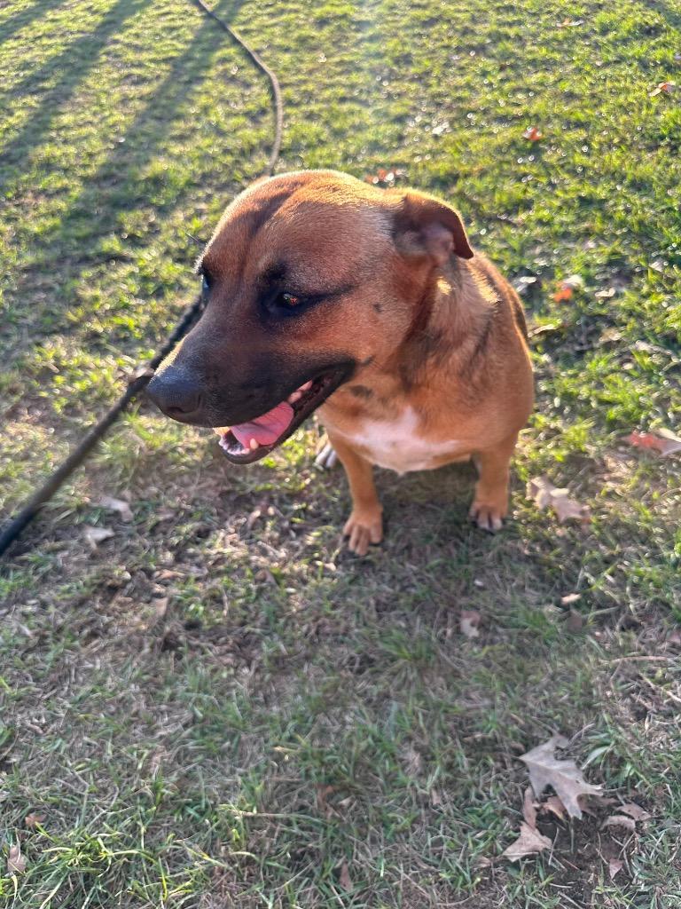Enlarge Francine, a Adoptable mixed breed in St. Francisville, LA image 5/6