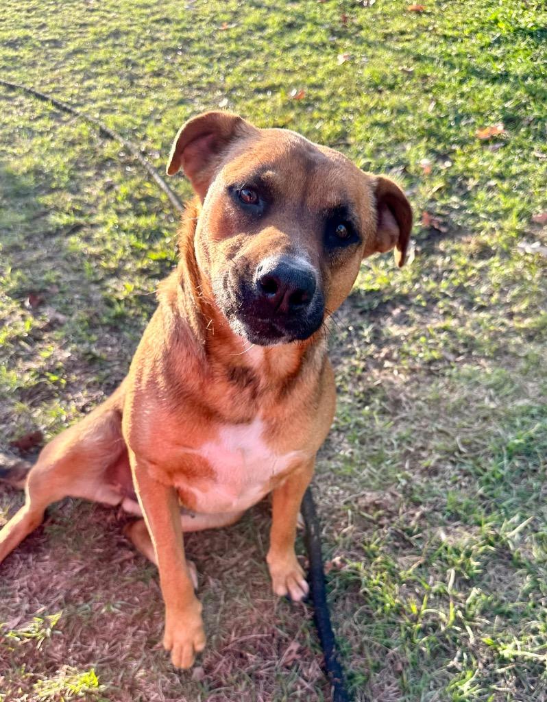 Enlarge Francine, a Adoptable mixed breed in St. Francisville, LA image 6/6