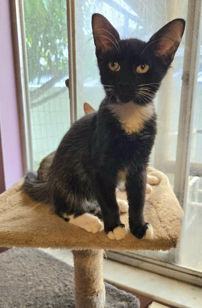 Enlarge Ralph, a Adoptable Domestic Short Hair in Hudson, NH image 1/3