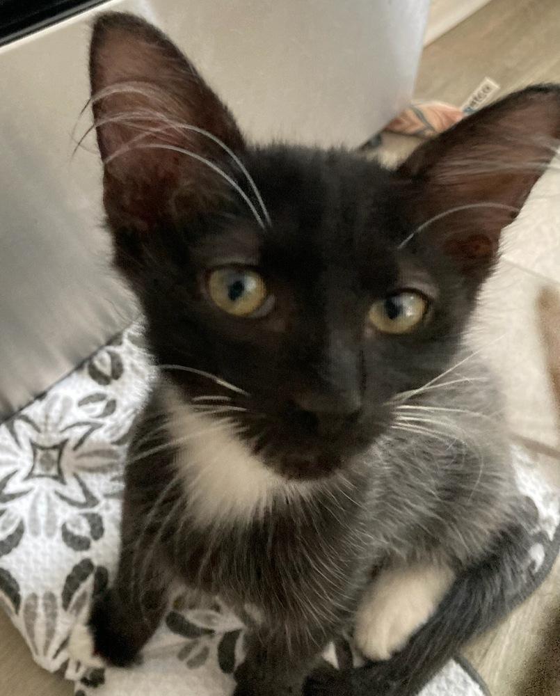 Enlarge Ralph, a Adoptable Domestic Short Hair in Hudson, NH image 2/3