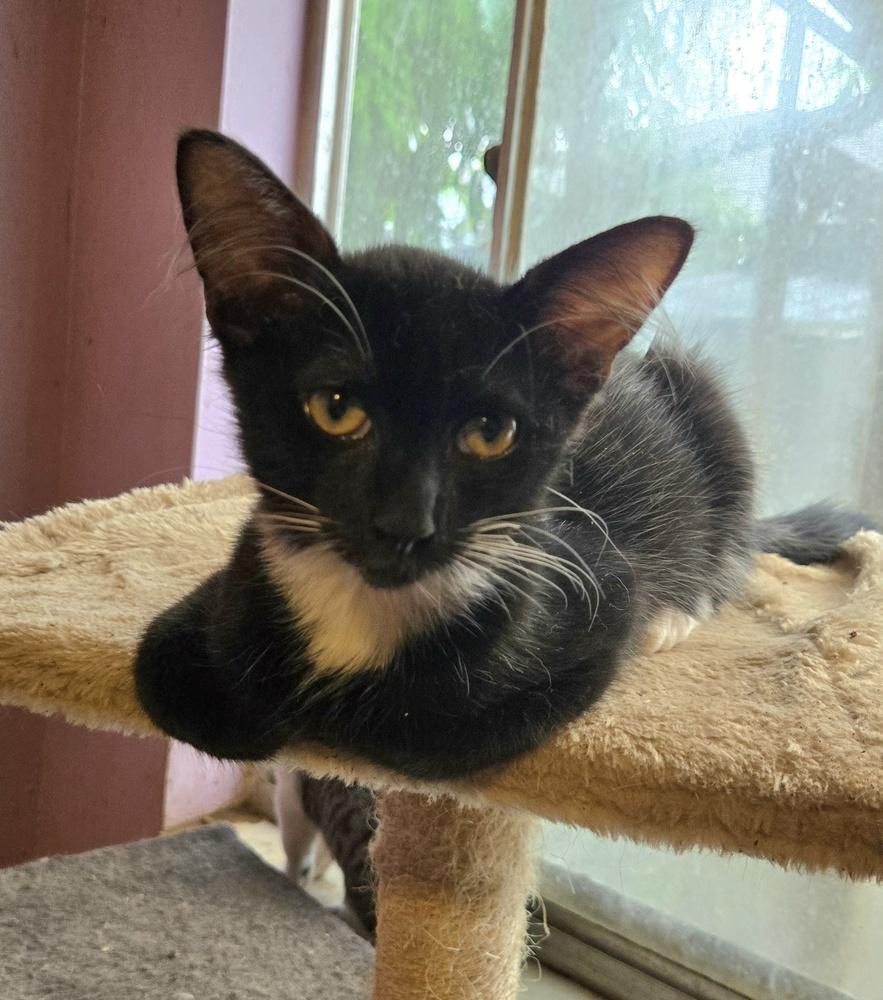 Enlarge Ralph, a Adoptable Domestic Short Hair in Hudson, NH image 3/3