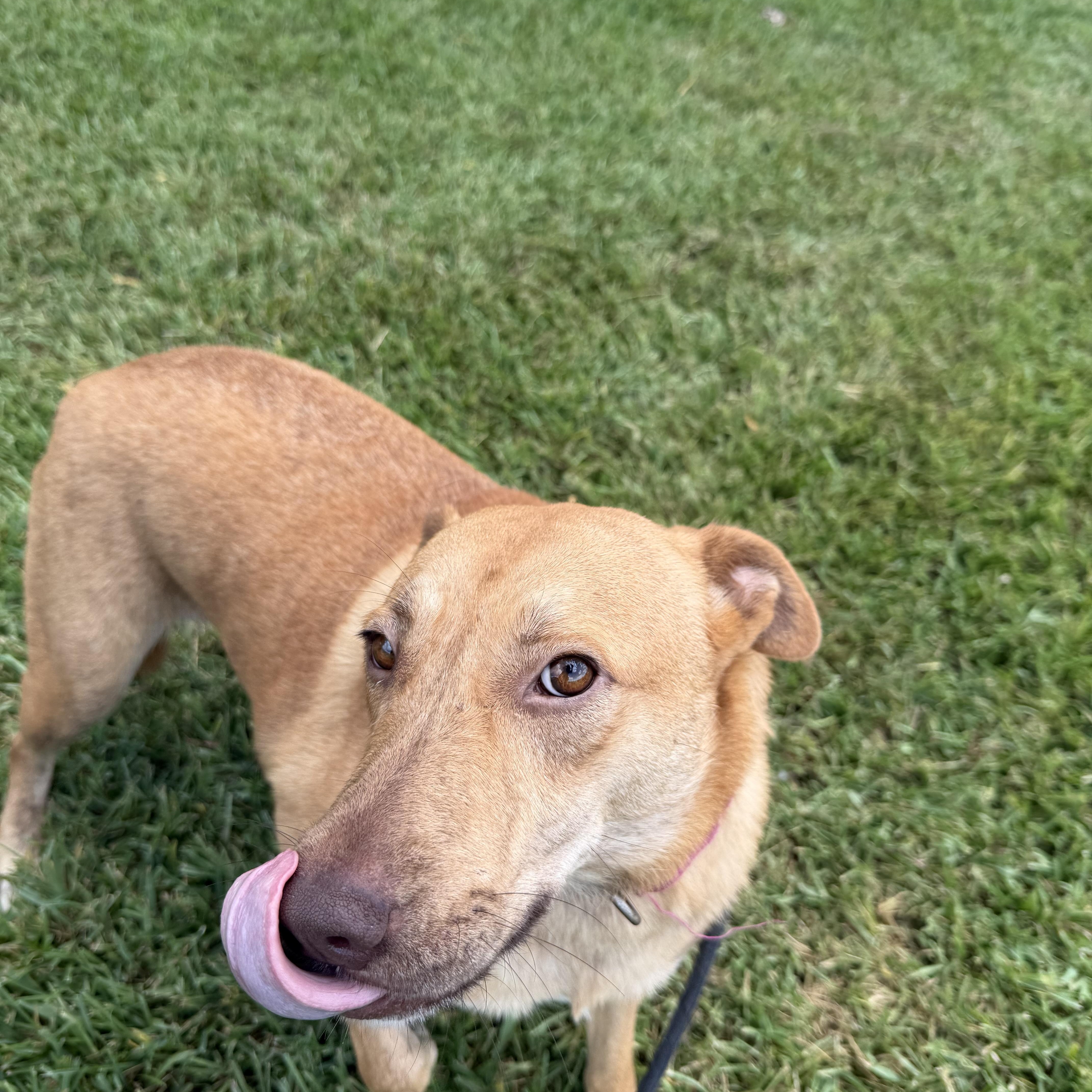 Enlarge Izzy, a Adoptable mixed breed in Albany, NY image 5/5