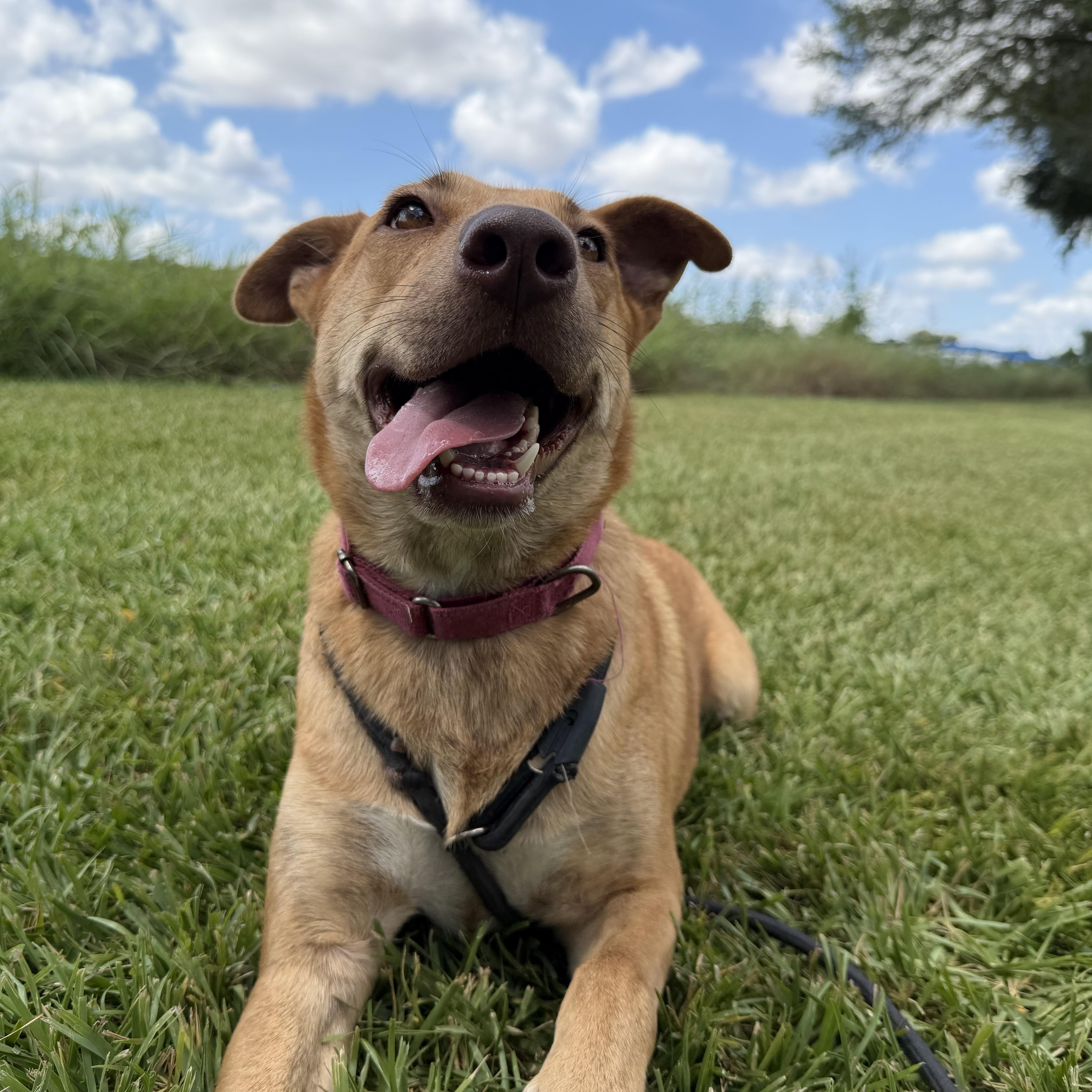 Enlarge Izzy, a Adoptable mixed breed in Albany, NY image 1/5