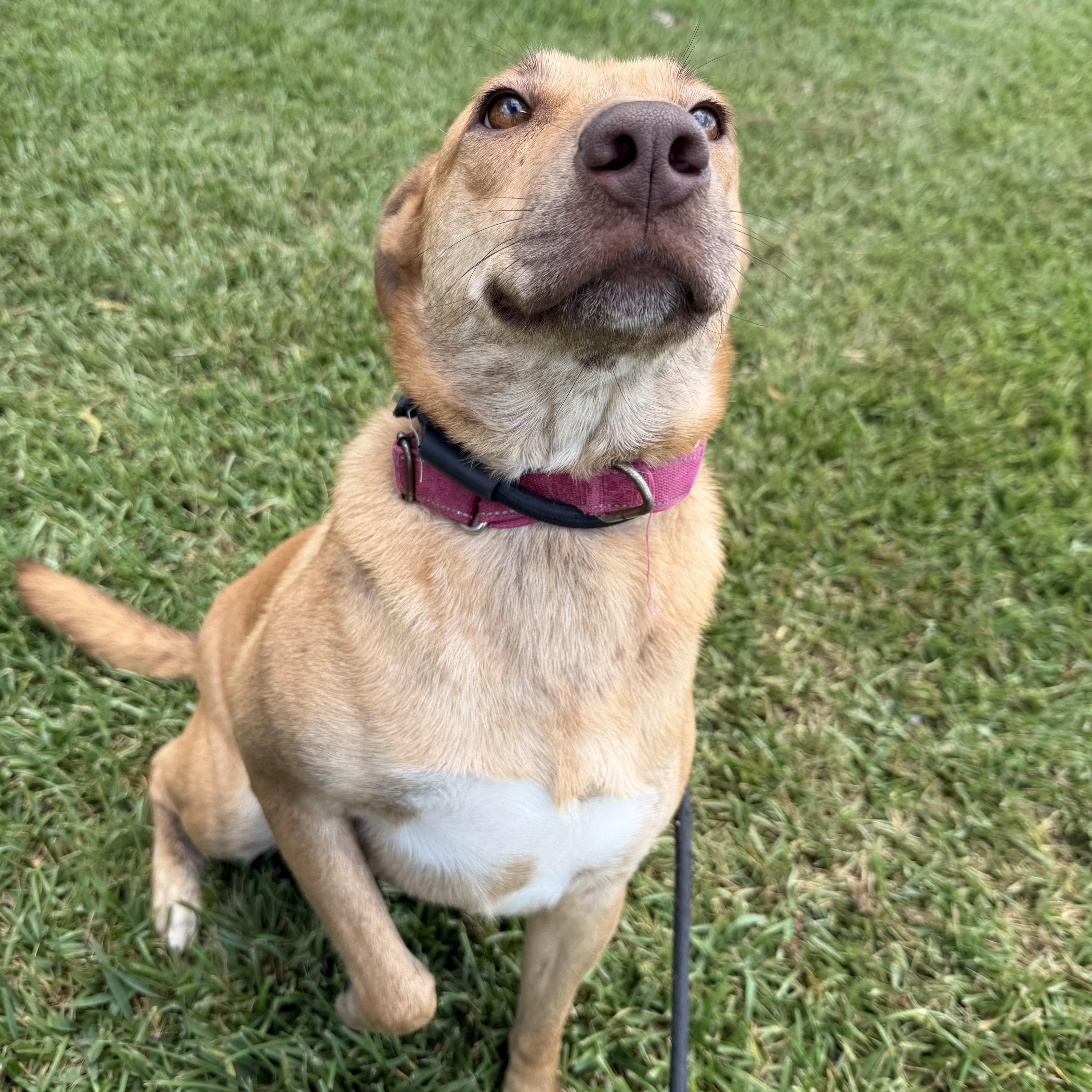 Enlarge Izzy, a Adoptable mixed breed in Albany, NY image 2/5