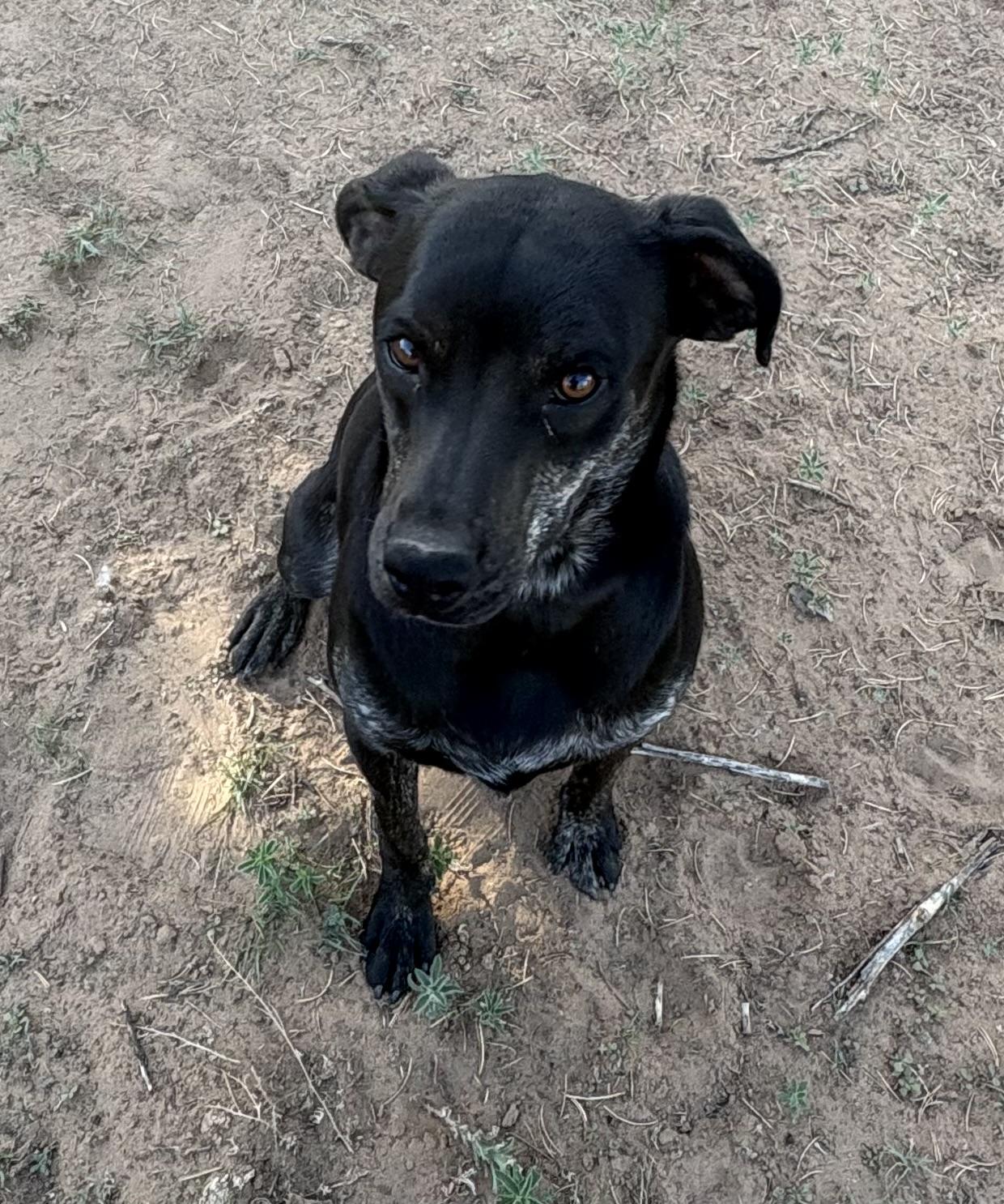 Darth, Adoptable, Puppy Male Australian Cattle Dog / Blue Heeler & Chihuahua.