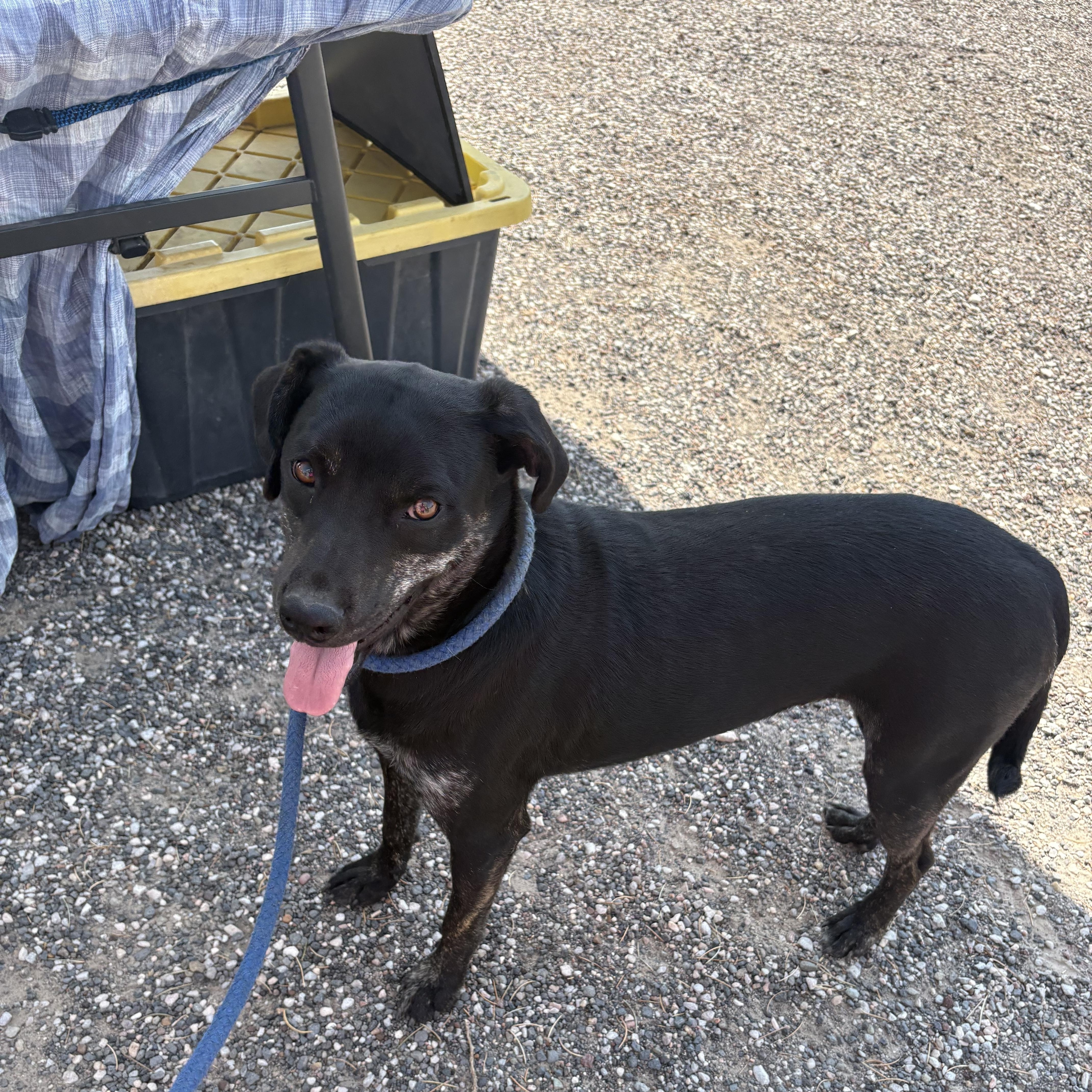 Enlarge Darth, a Adoptable mixed breed in Grand Junction, CO image 2/3