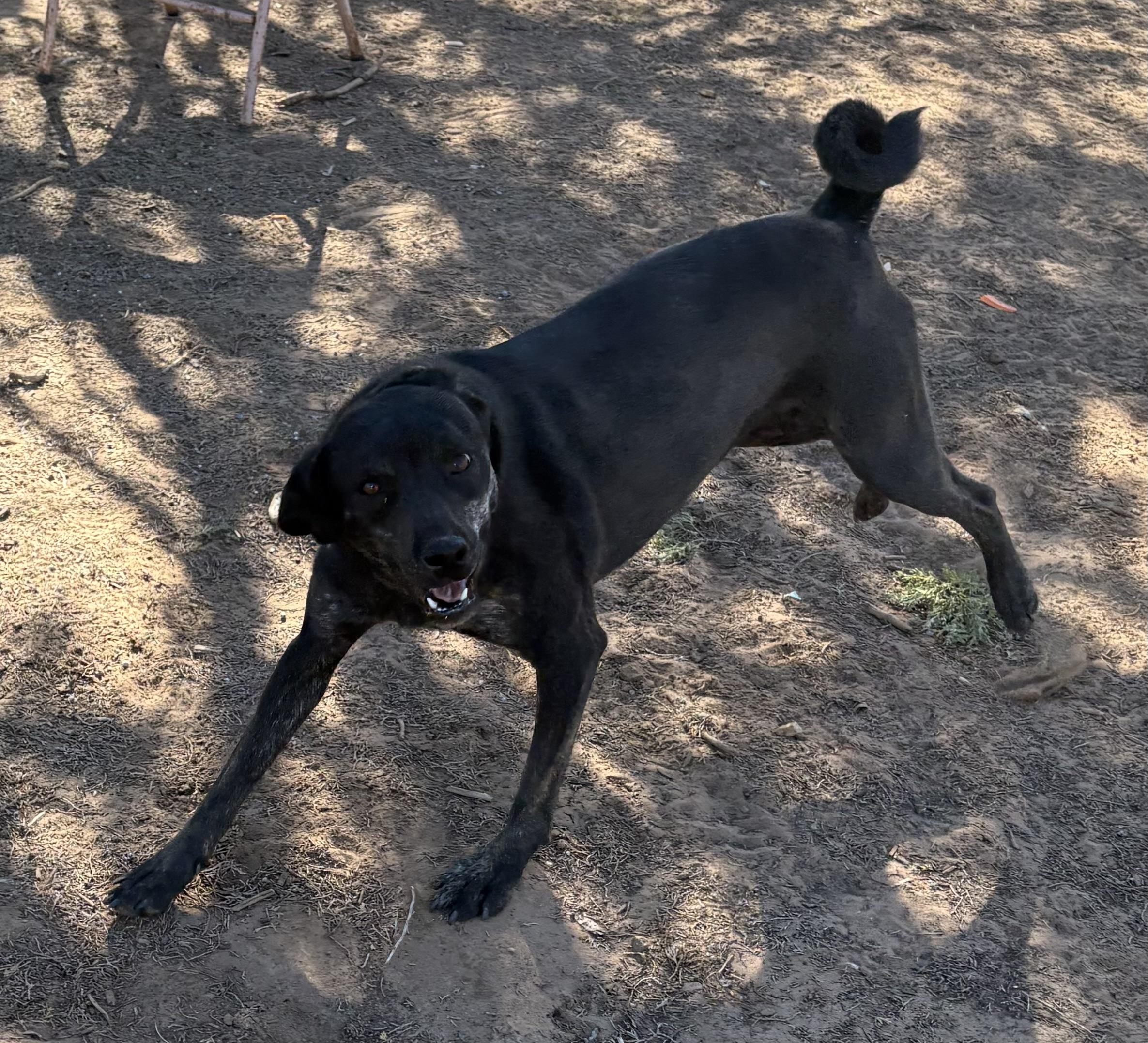 Enlarge Darth, a Adoptable mixed breed in Grand Junction, CO image 3/3