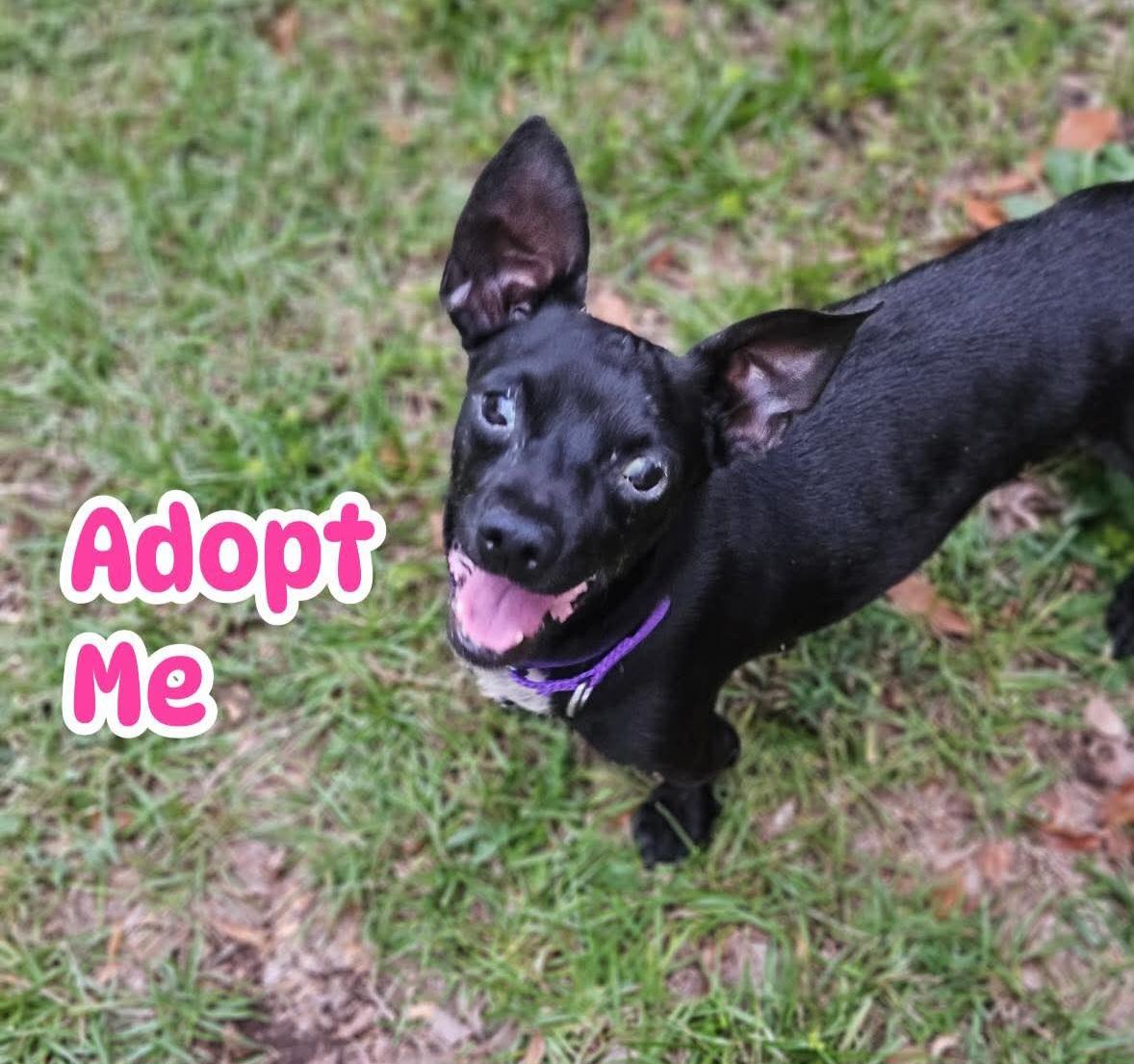 Ronnie, a ADOPTABLE mixed breed in Pelzer, SC image 1/5