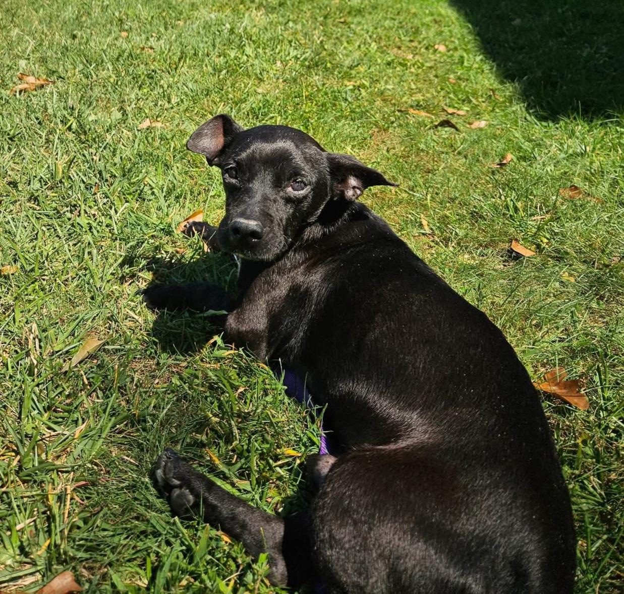 Ronnie, a ADOPTABLE mixed breed in Pelzer, SC image 5/5