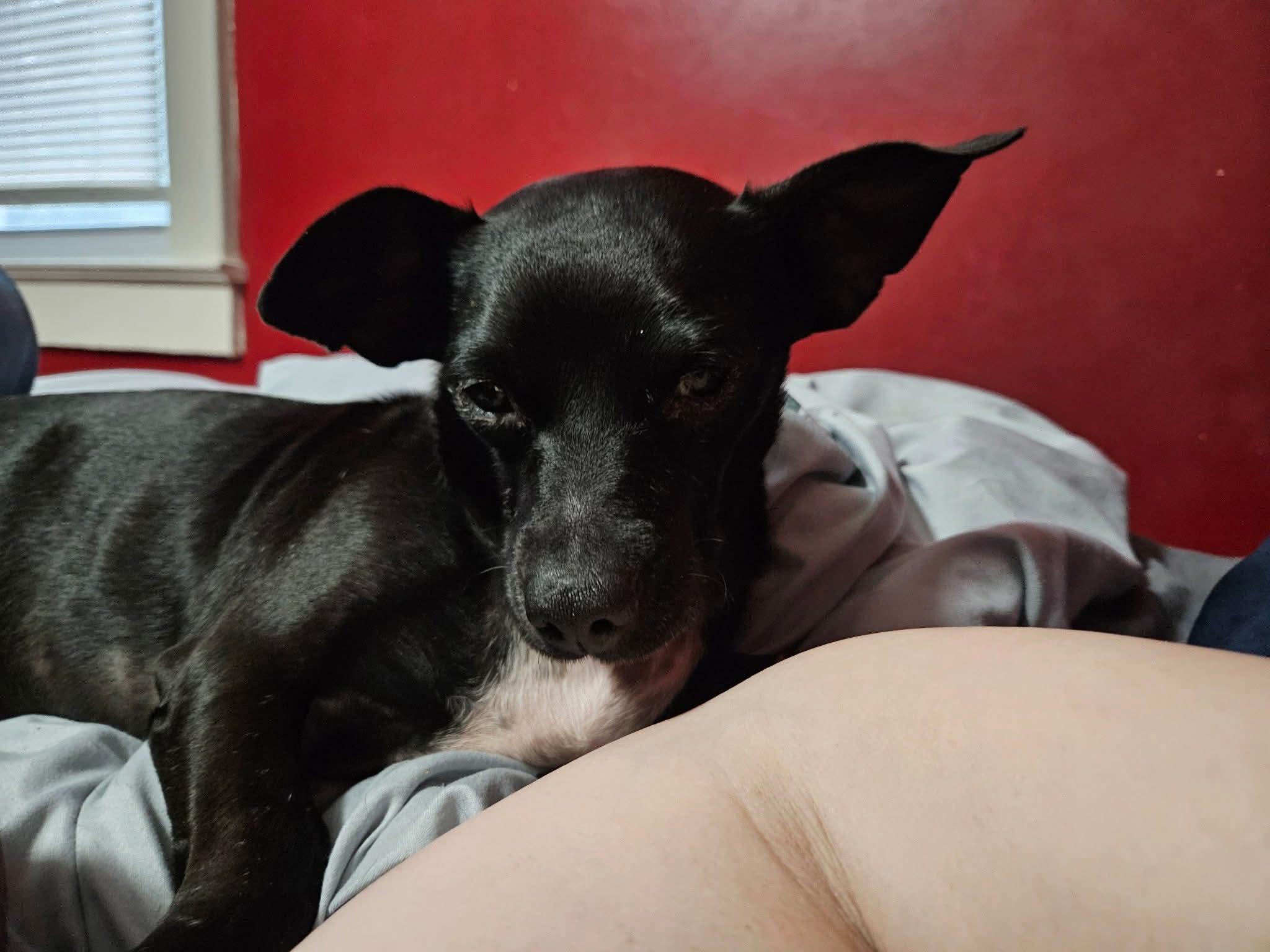 Ronnie, a ADOPTABLE mixed breed in Pelzer, SC image 4/5